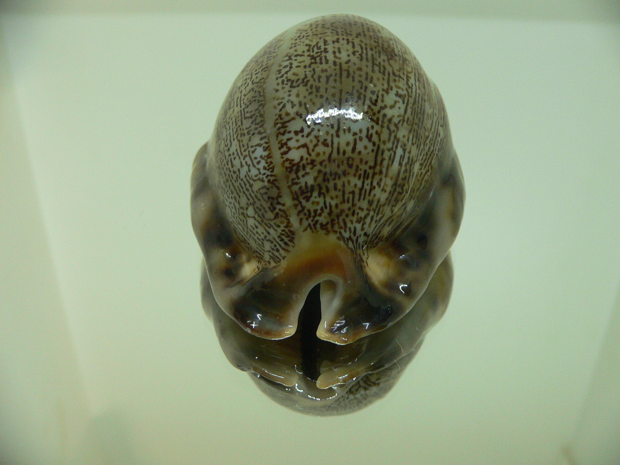 Cypraea arabica asiatica gibba (var.) GOOD SIZE