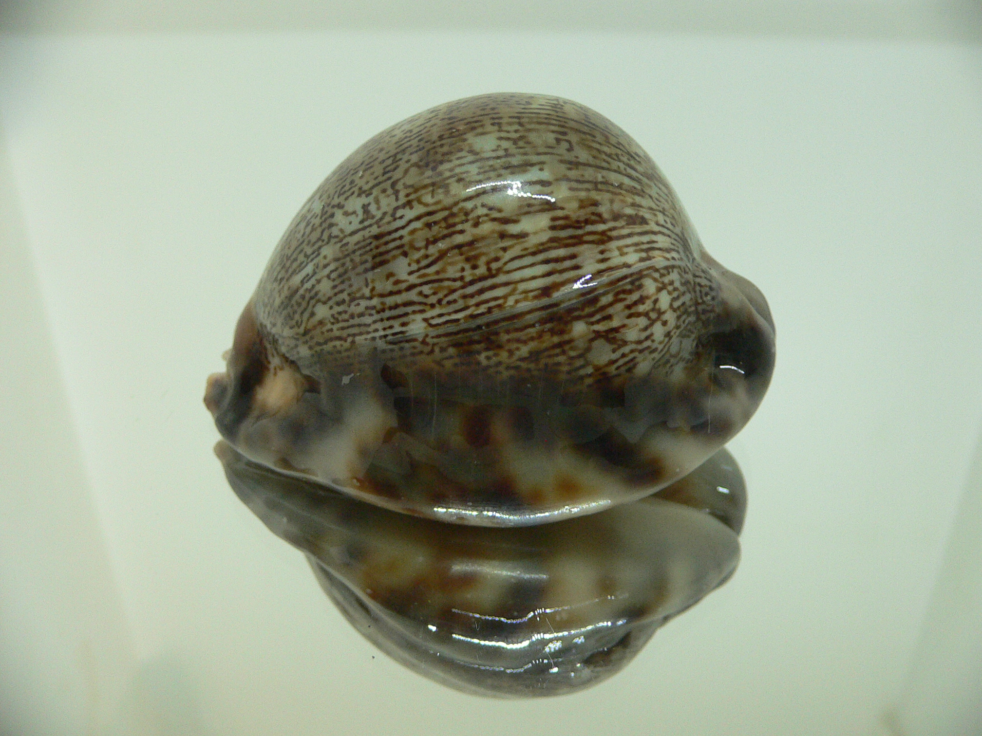 Cypraea arabica asiatica gibba (var.) GOOD SIZE