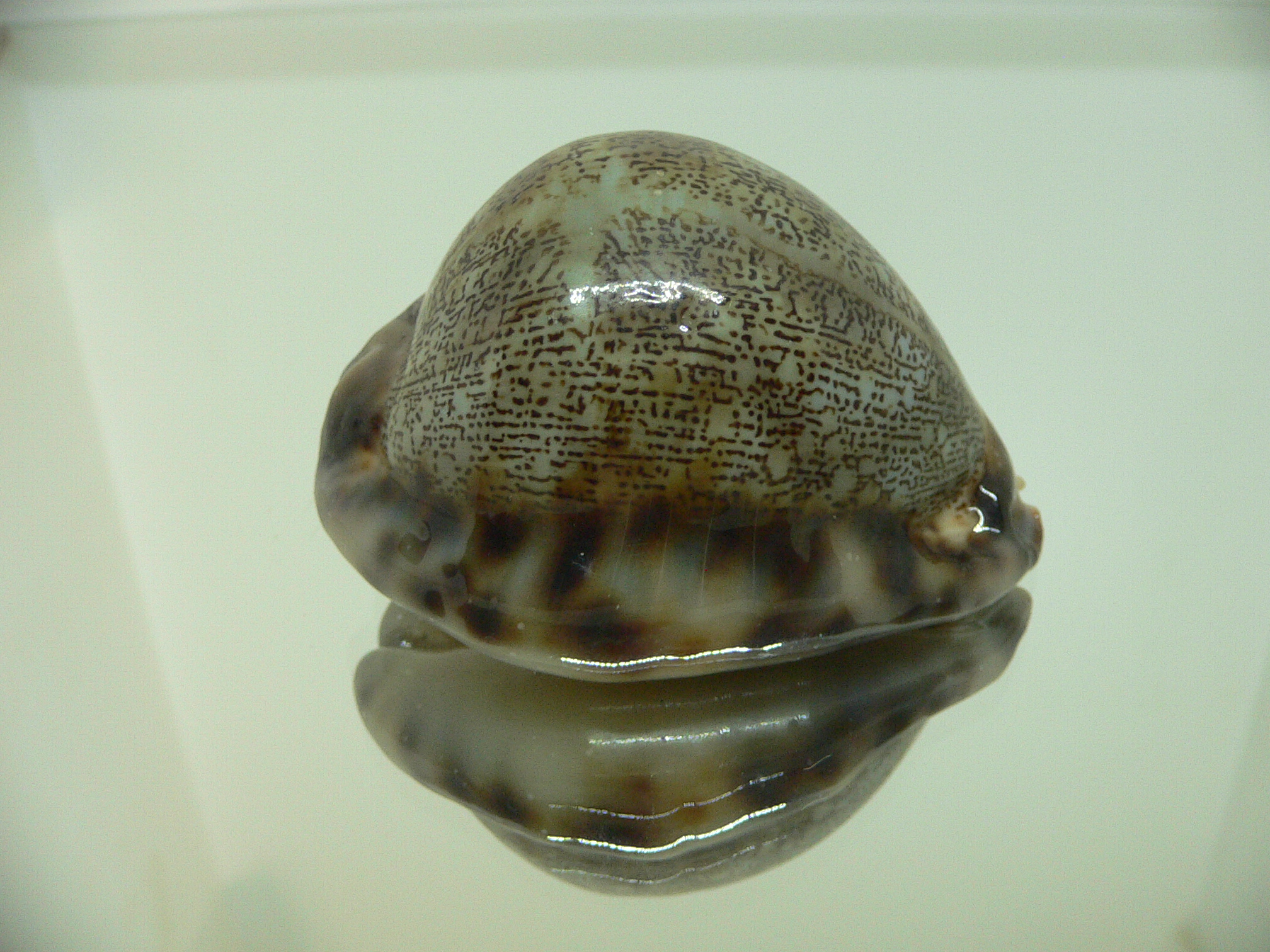 Cypraea arabica asiatica gibba (var.) GOOD SIZE