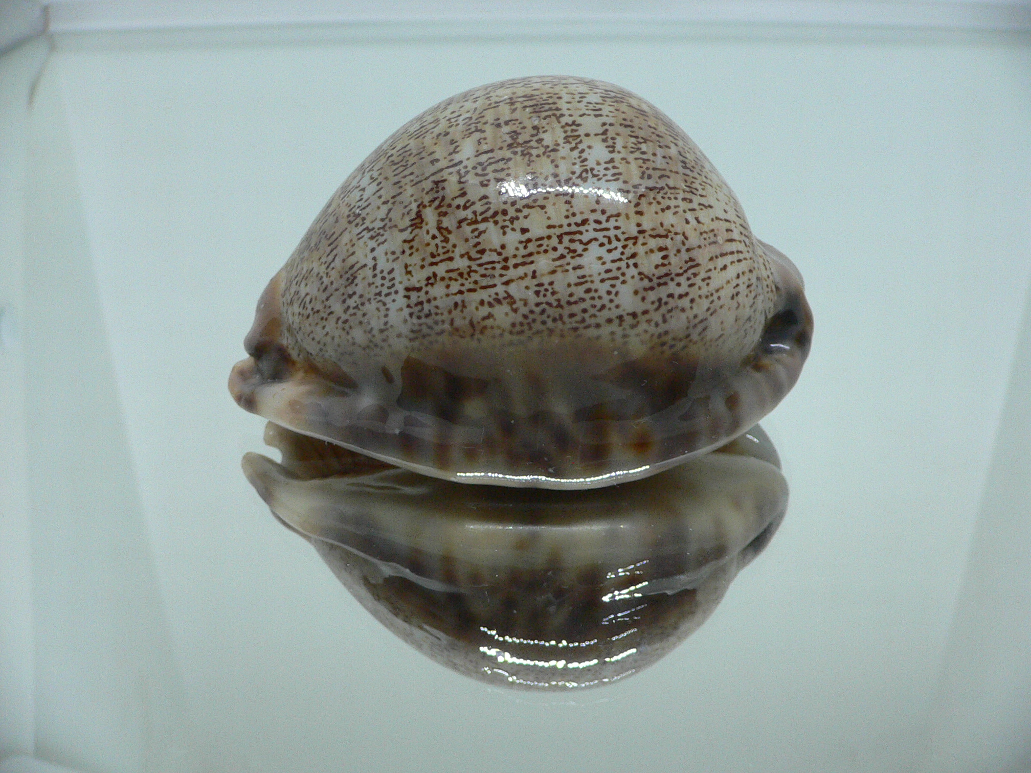 Cypraea arabica asiatica gibba (var.) VERY BIG