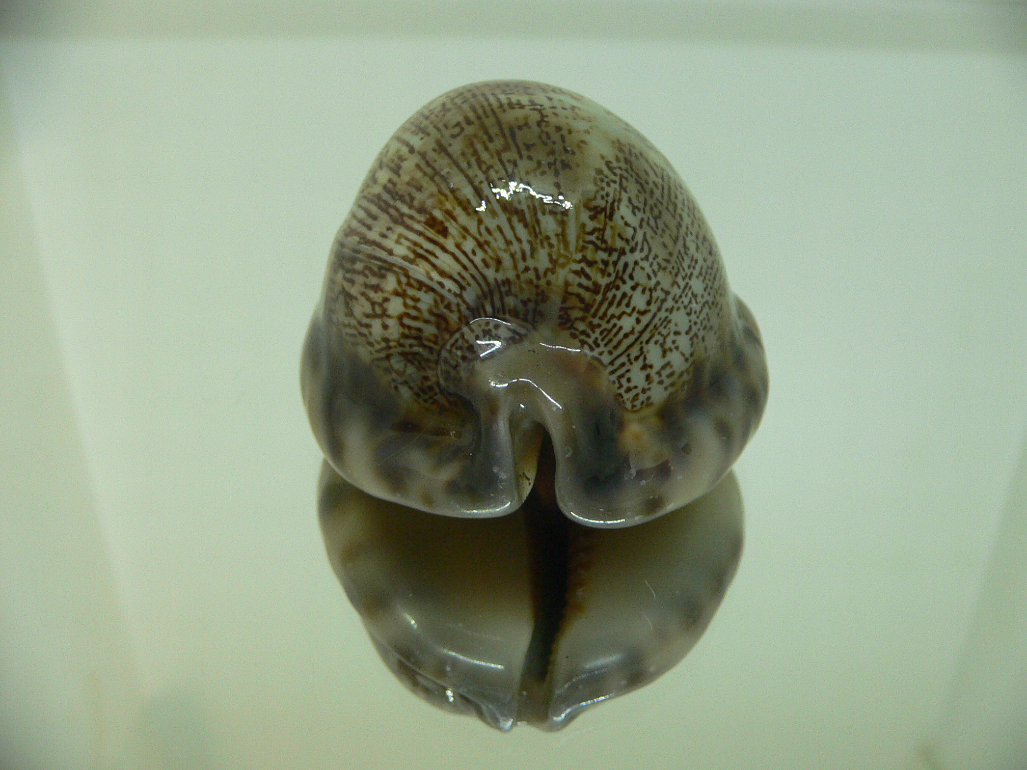 Cypraea arabica asiatica gibba (var.) GOOD SIZE