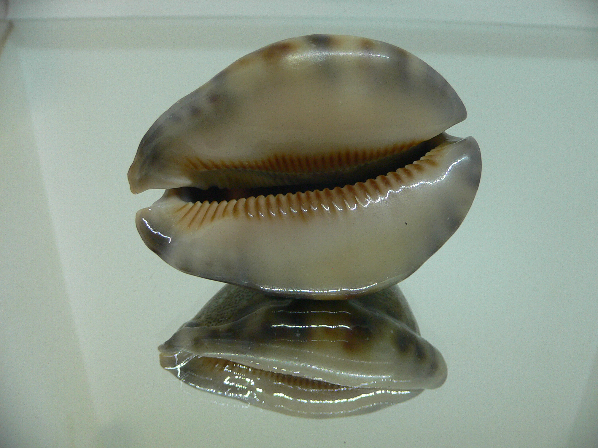 Cypraea arabica asiatica gibba (var.) GOOD SIZE