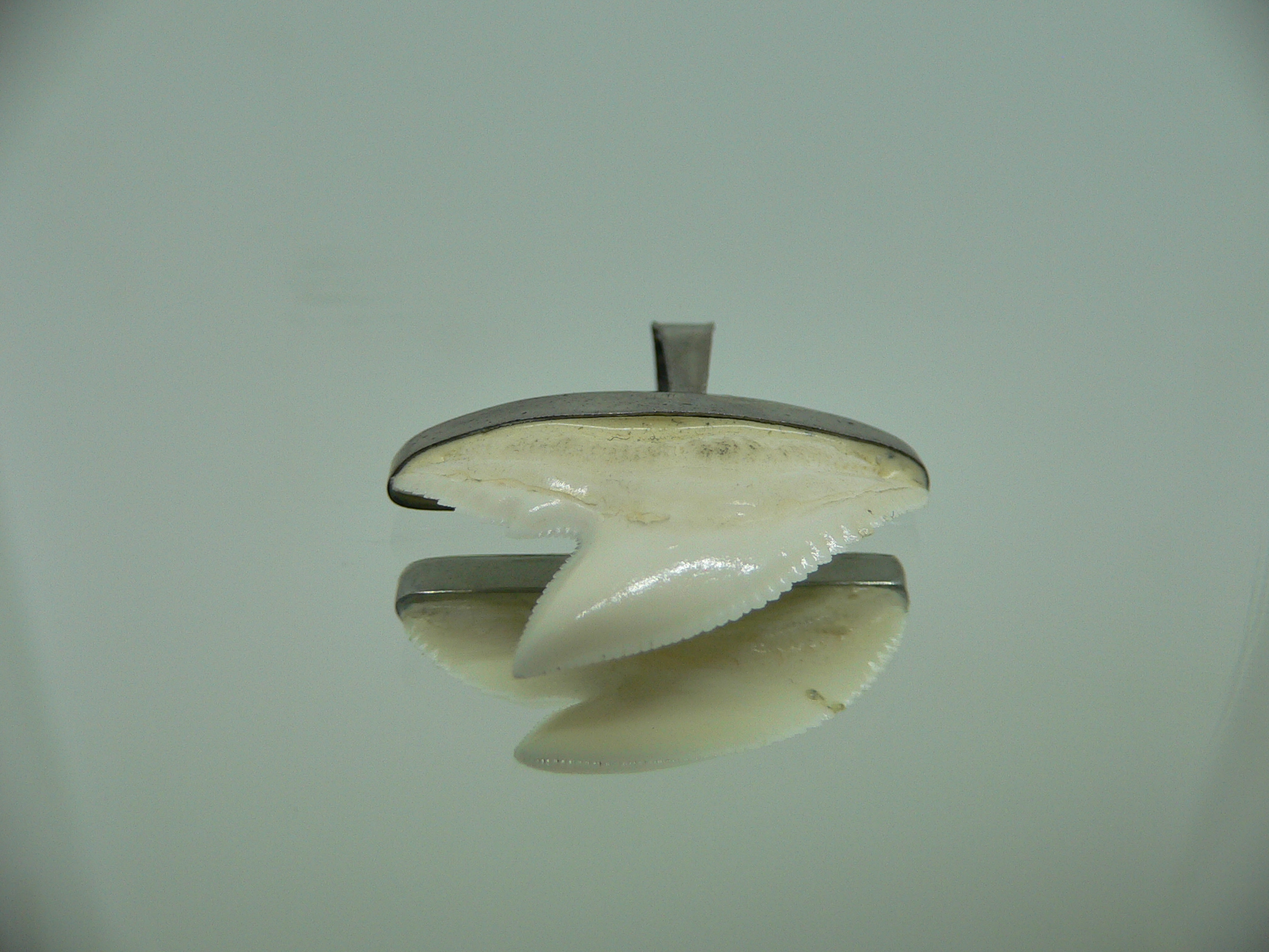 Galeocerdo cuvier Зуб ТИГРОВОЙ акулы в оправе 1