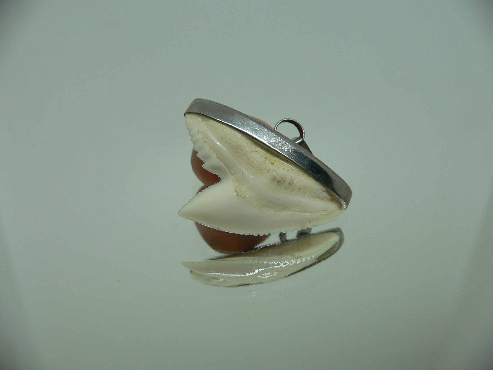 Galeocerdo cuvier Зуб ТИГРОВОЙ акулы в оправе 1