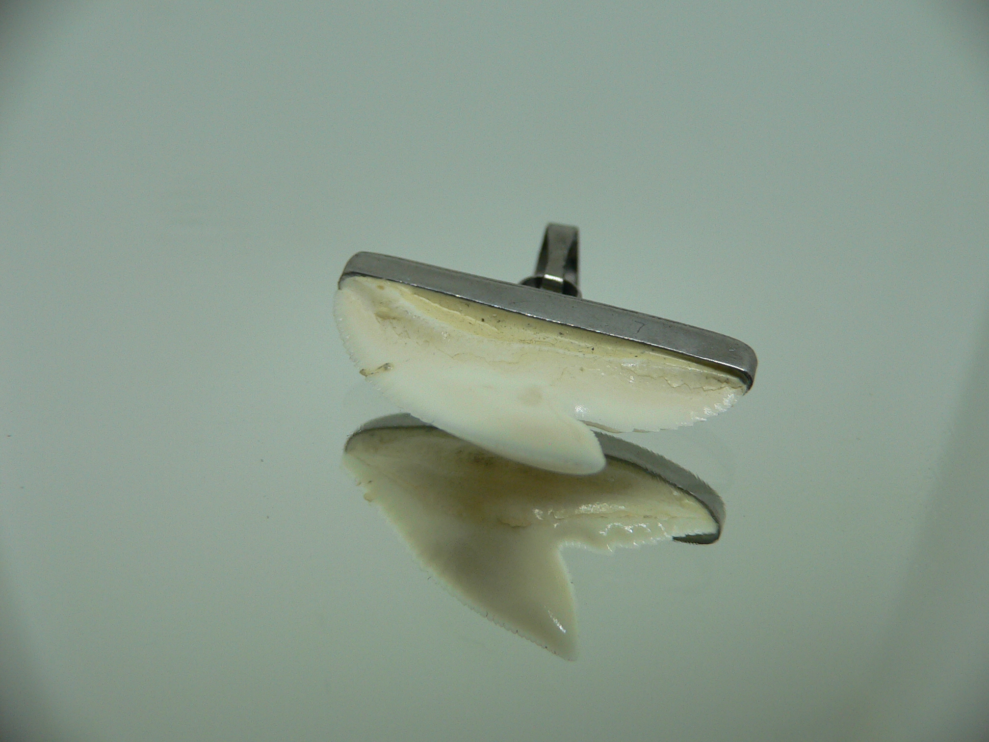 Galeocerdo cuvier Зуб ТИГРОВОЙ акулы в оправе 1