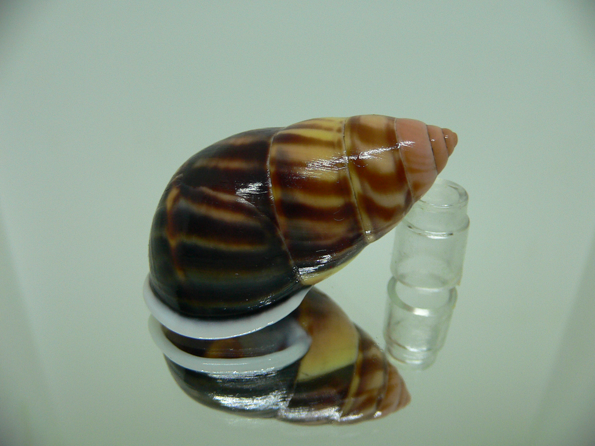 Amphidromus perversus melanoma ARISTOCRAT & BIG
