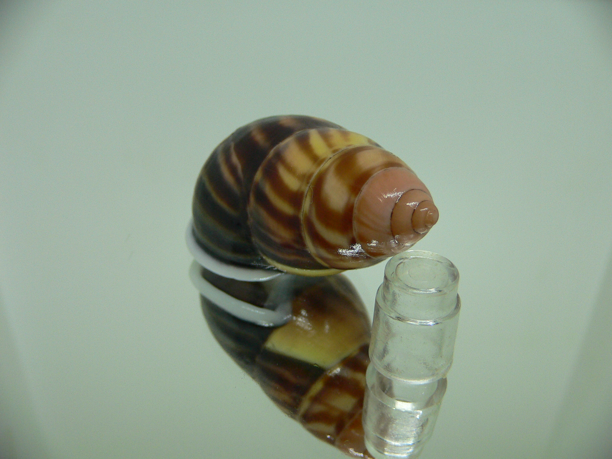 Amphidromus perversus melanoma ARISTOCRAT & BIG