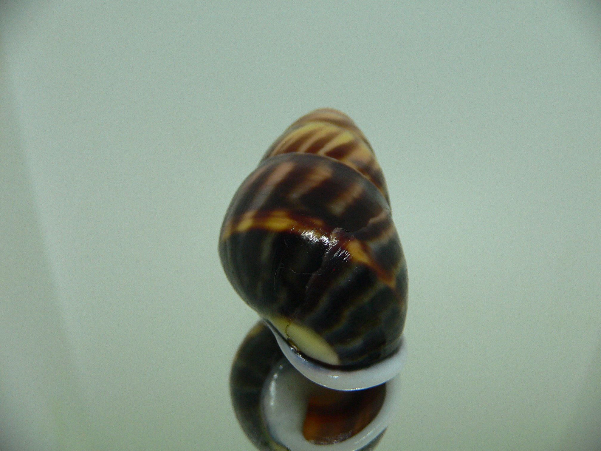Amphidromus perversus melanoma ARISTOCRAT & BIG