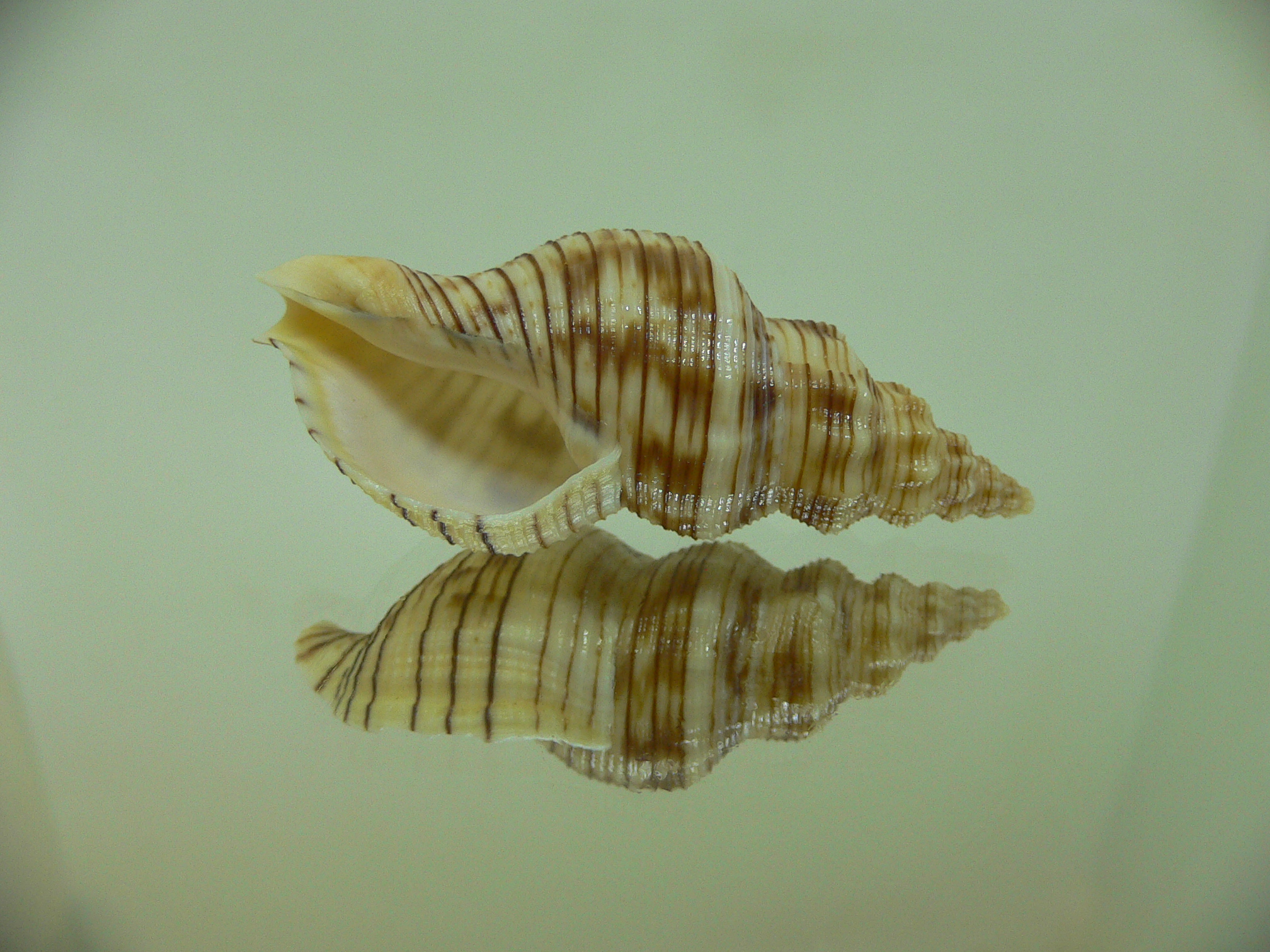 Siphonalia spadicea spadicea BIG & DARK