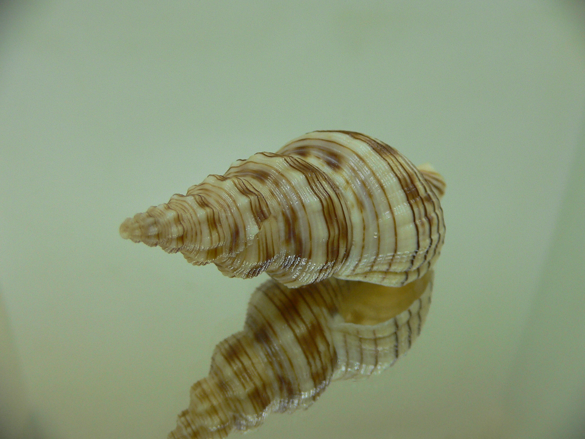 Siphonalia spadicea spadicea BIG & DARK