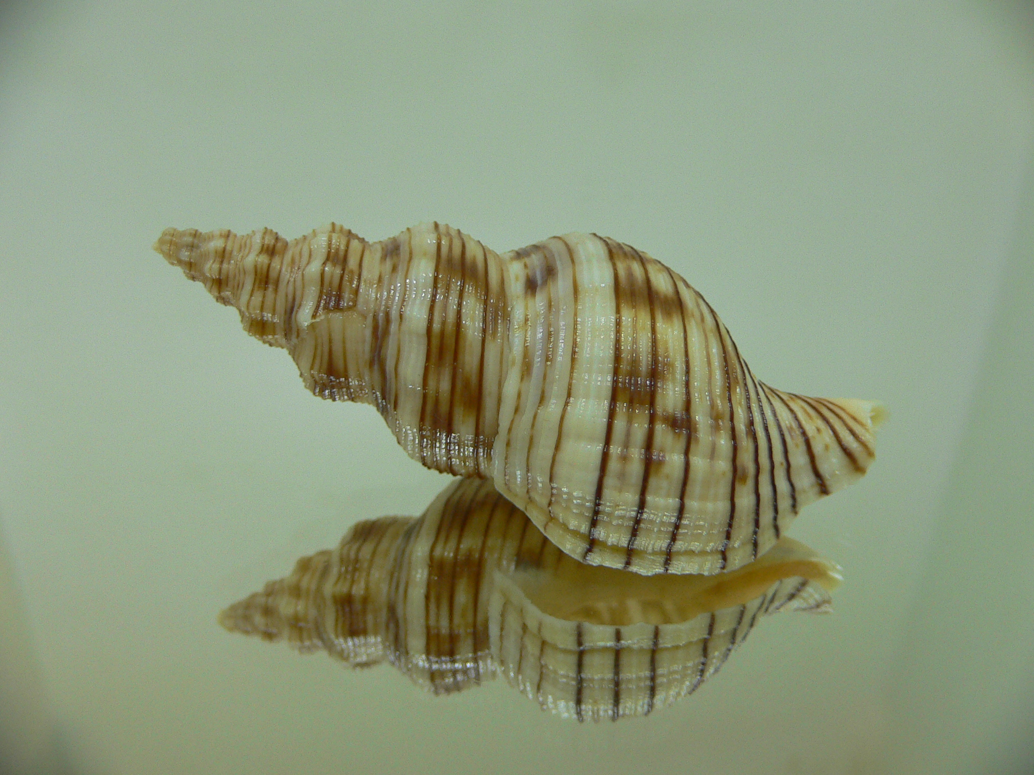 Siphonalia spadicea spadicea BIG & DARK