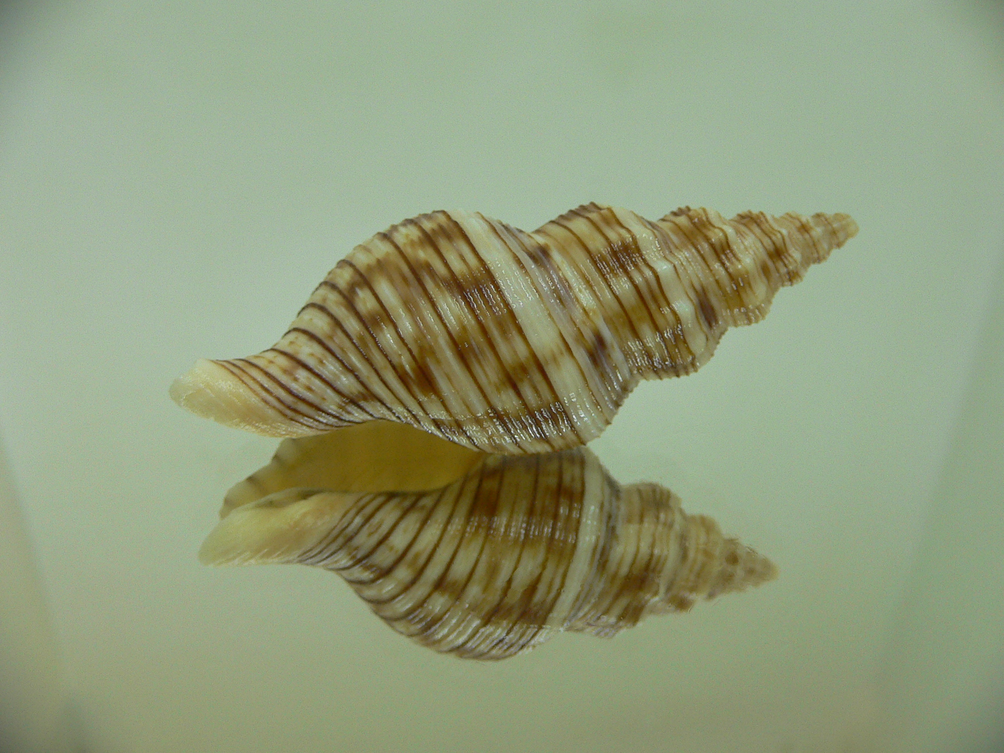 Siphonalia spadicea spadicea BIG & DARK