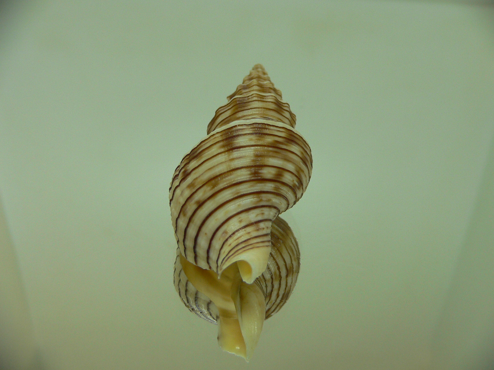 Siphonalia spadicea spadicea BIG & DARK