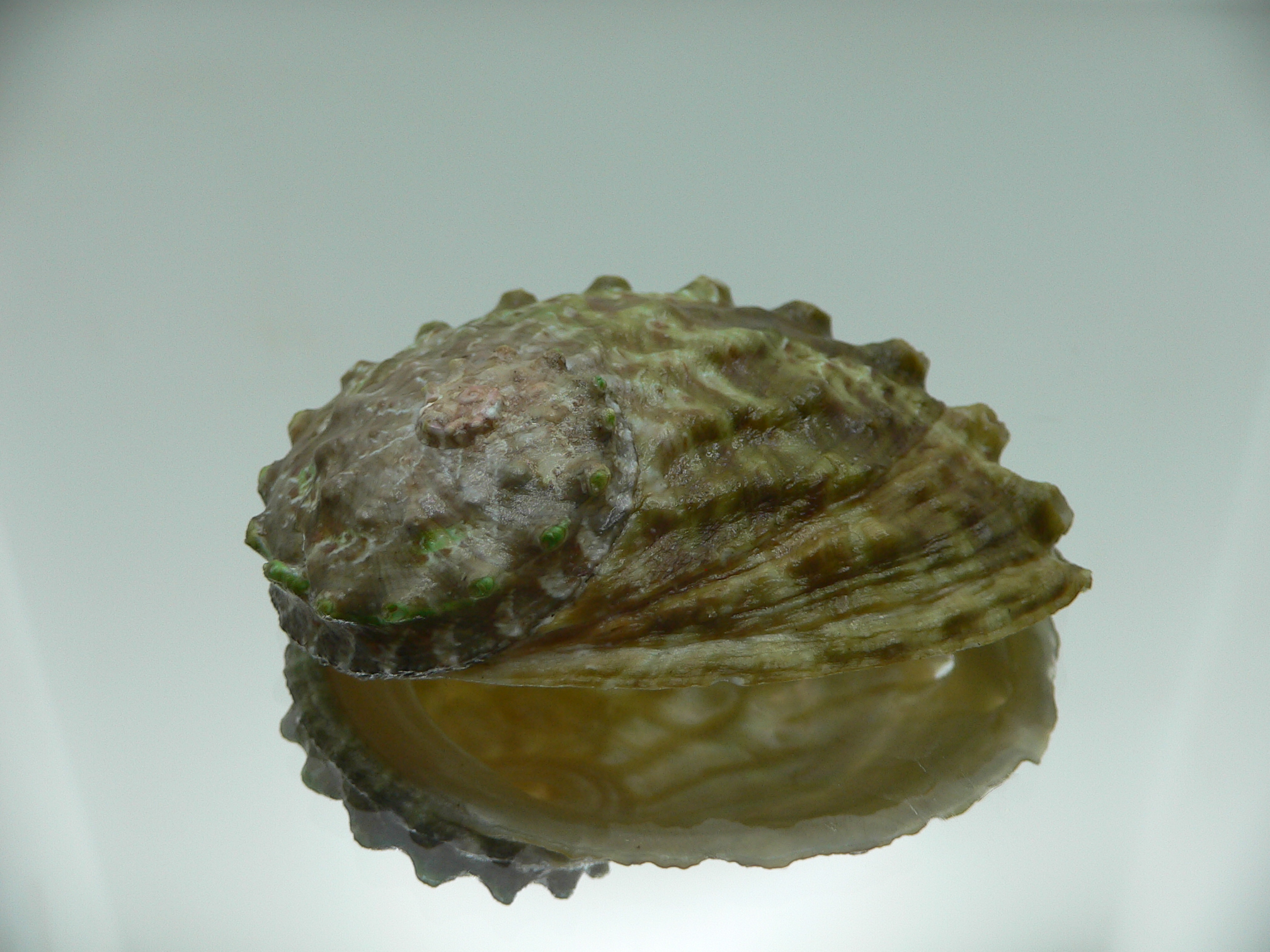 Haliotis ovina f. patamakanthini VERY BIG