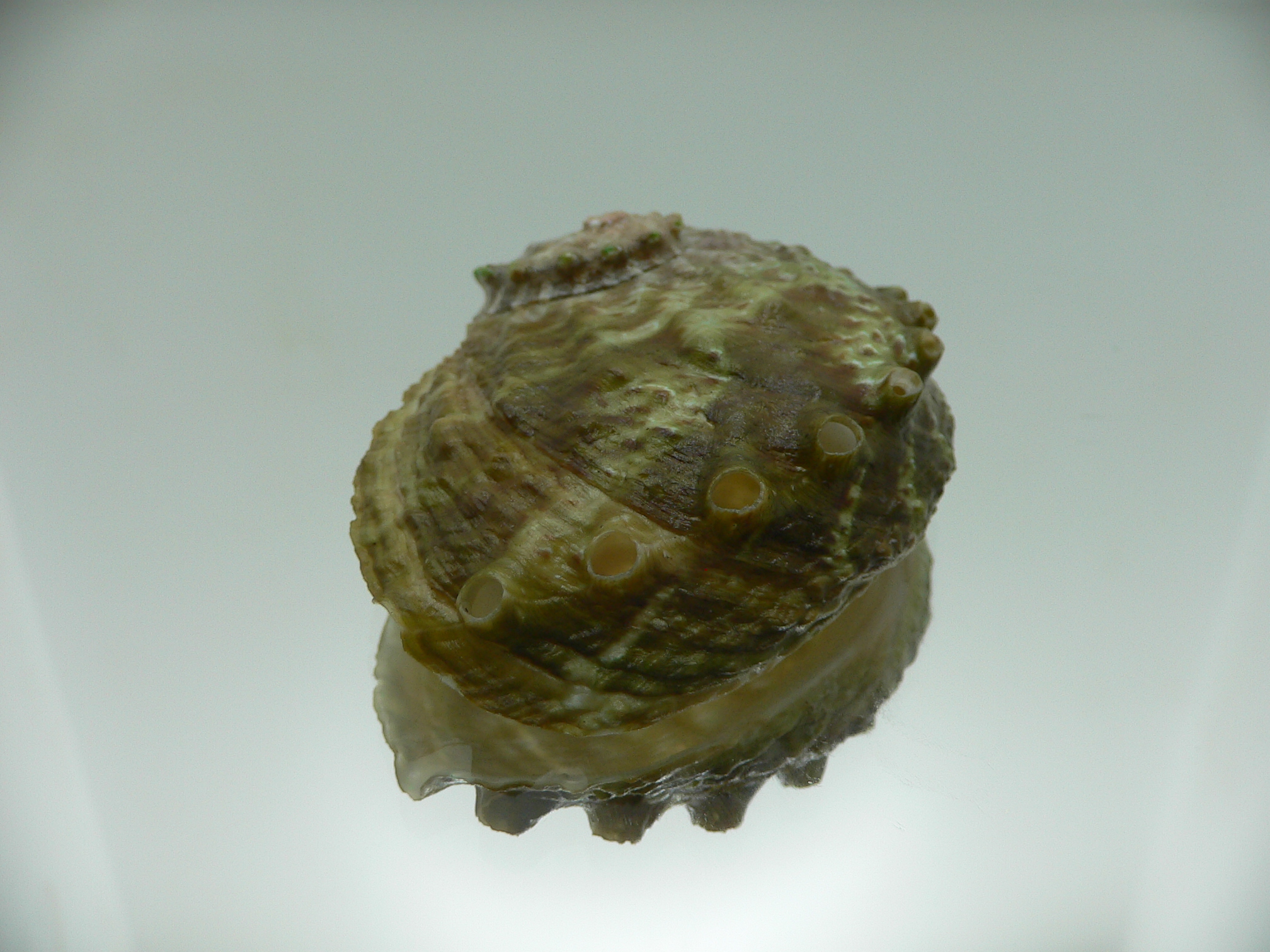 Haliotis ovina f. patamakanthini VERY BIG