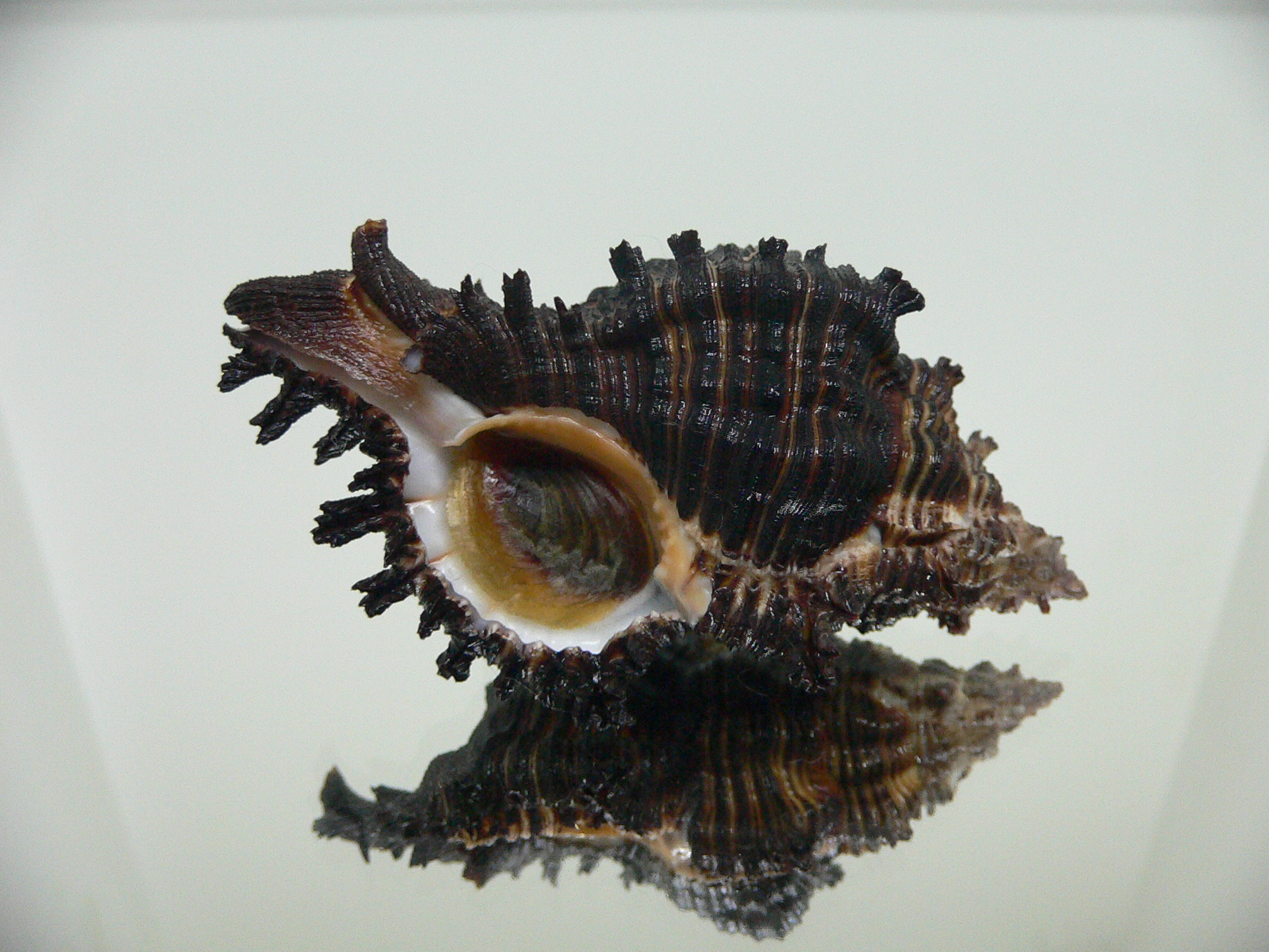 Chicoreus cf. akritos BLACK GIANT