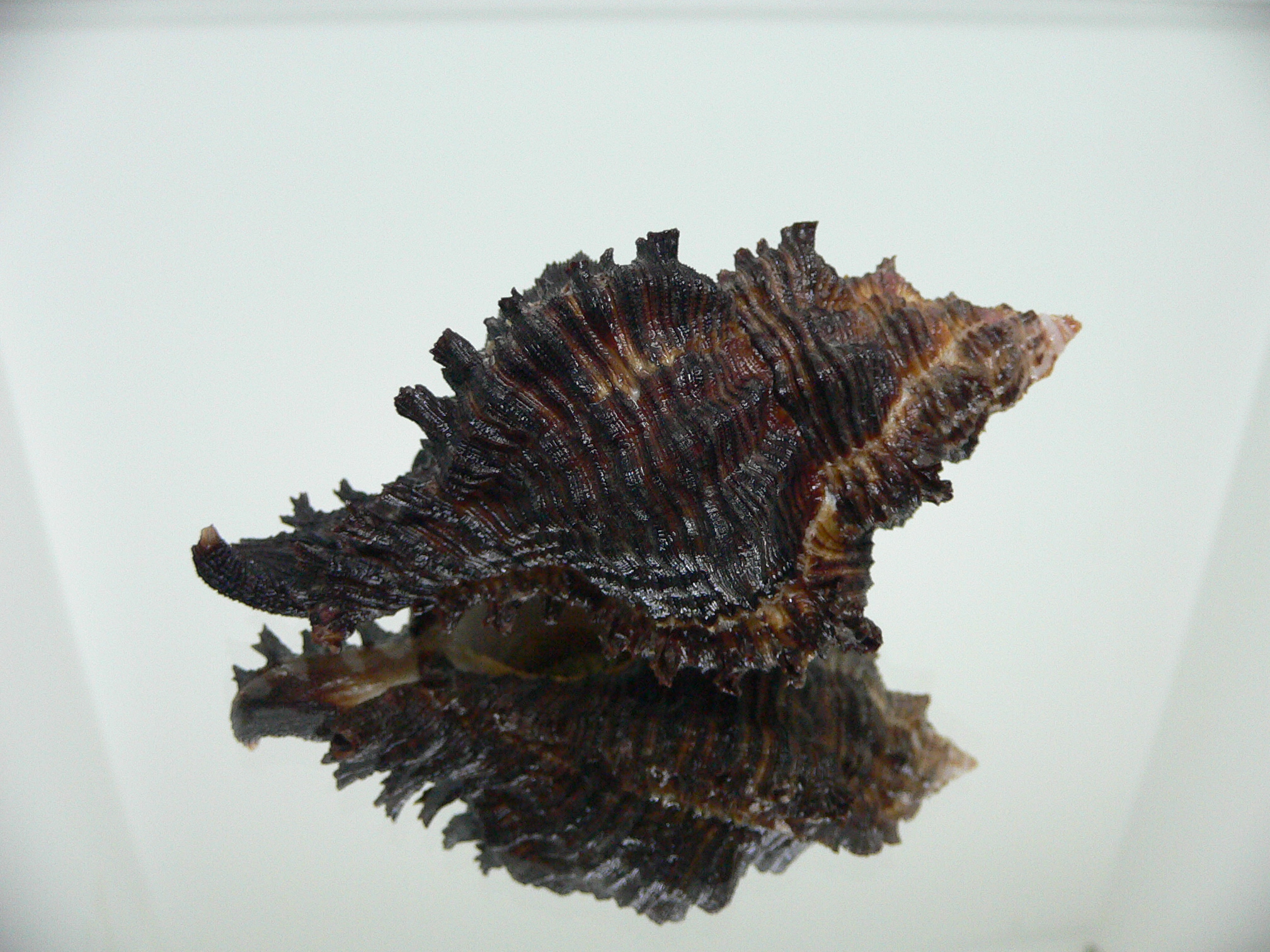 Chicoreus cf. akritos BLACK GIANT