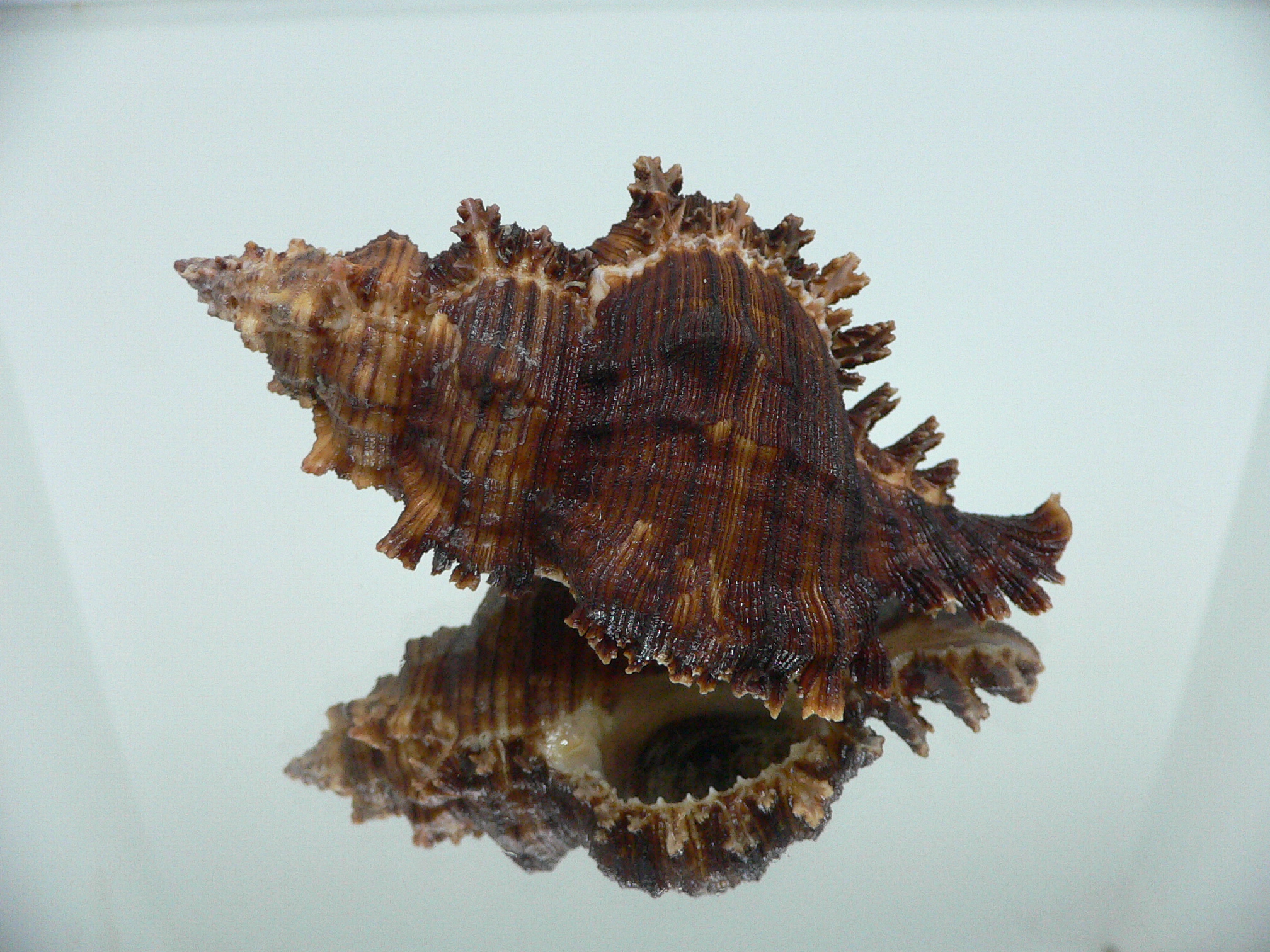 Chicoreus cf. akritos VERY BIG