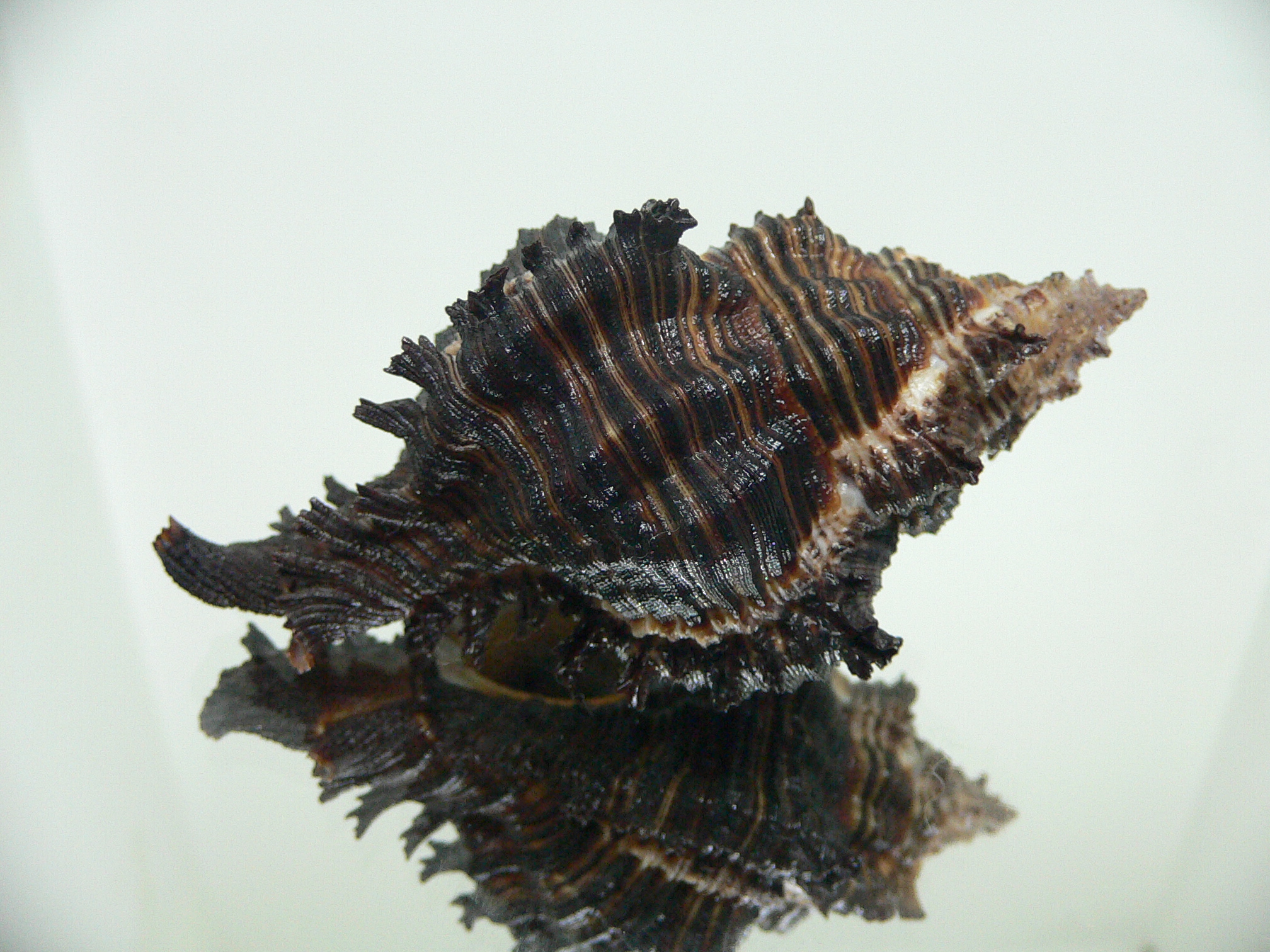 Chicoreus cf. akritos BLACK GIANT