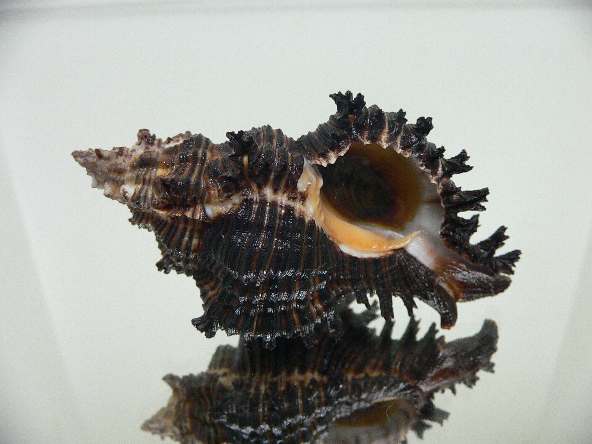 Chicoreus cf. akritos BLACK GIANT