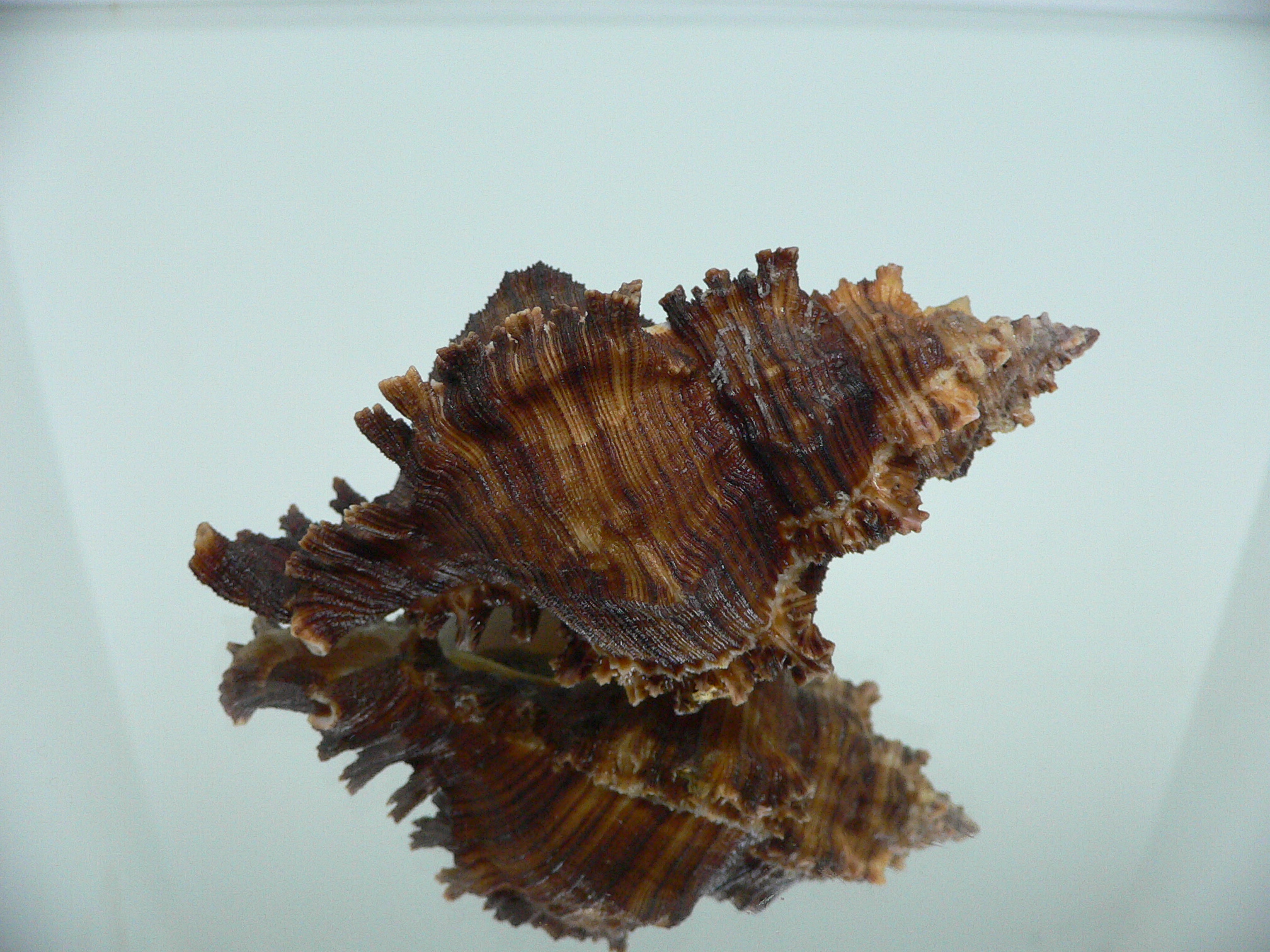 Chicoreus cf. akritos VERY BIG