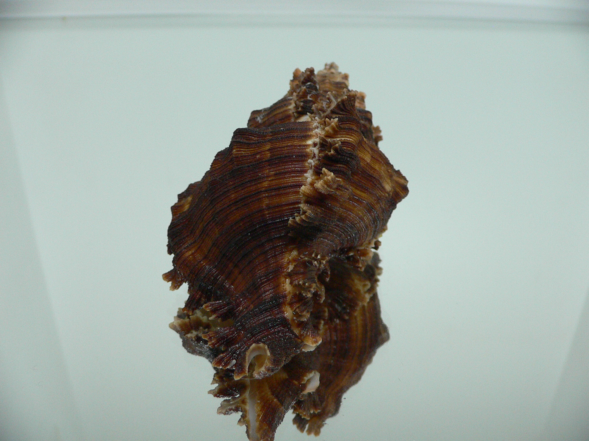 Chicoreus cf. akritos VERY BIG