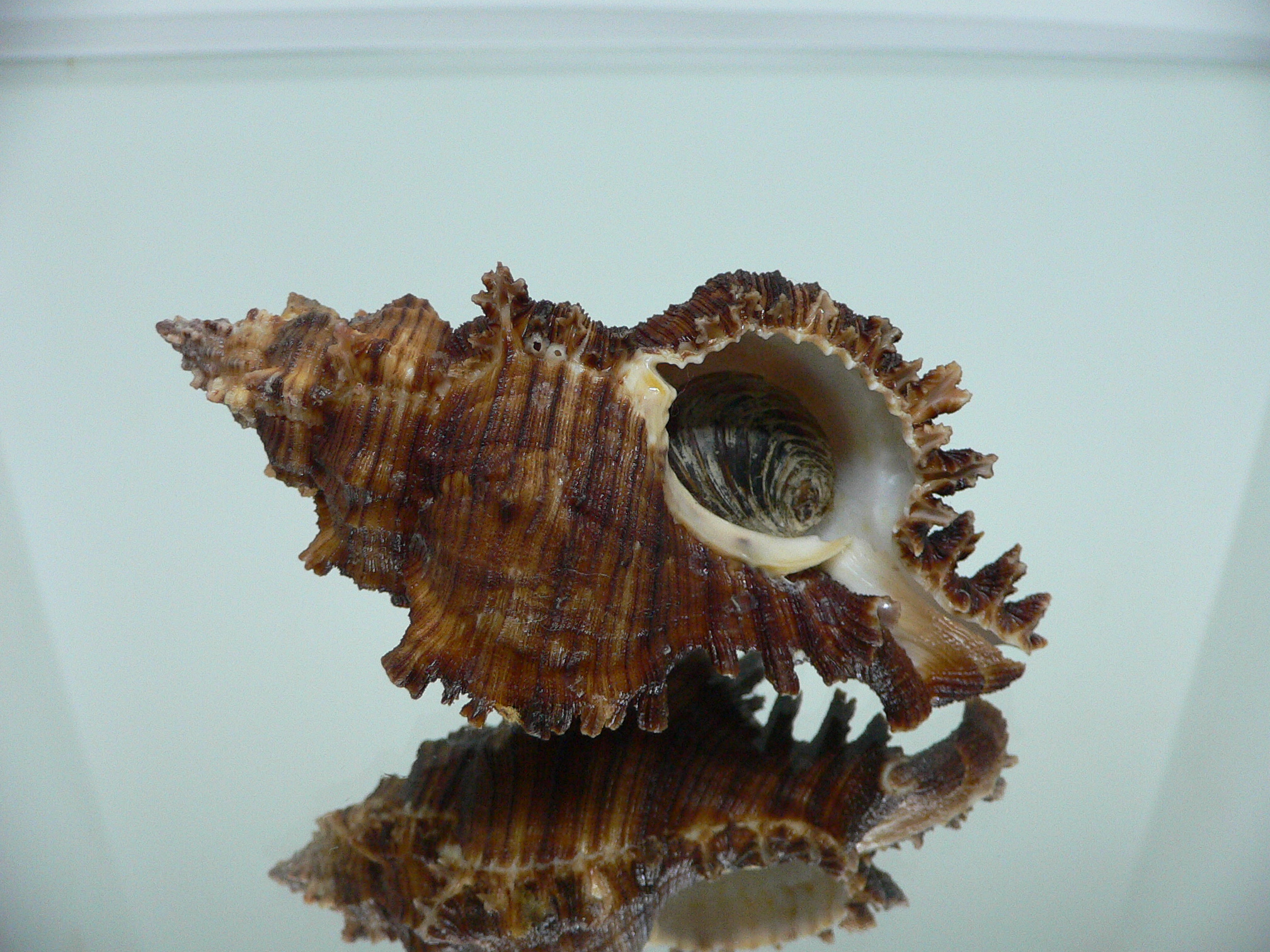 Chicoreus cf. akritos VERY BIG
