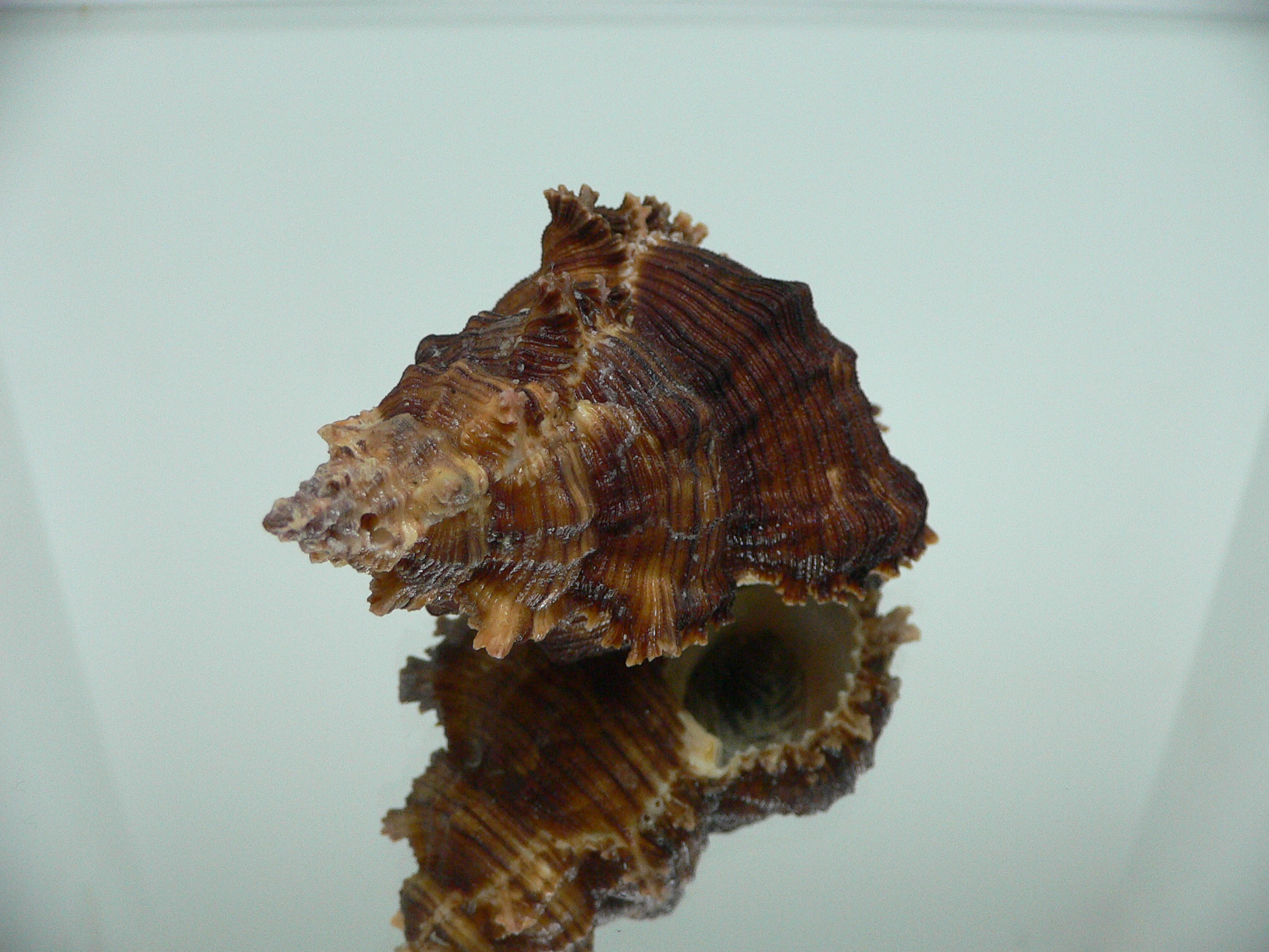 Chicoreus cf. akritos VERY BIG