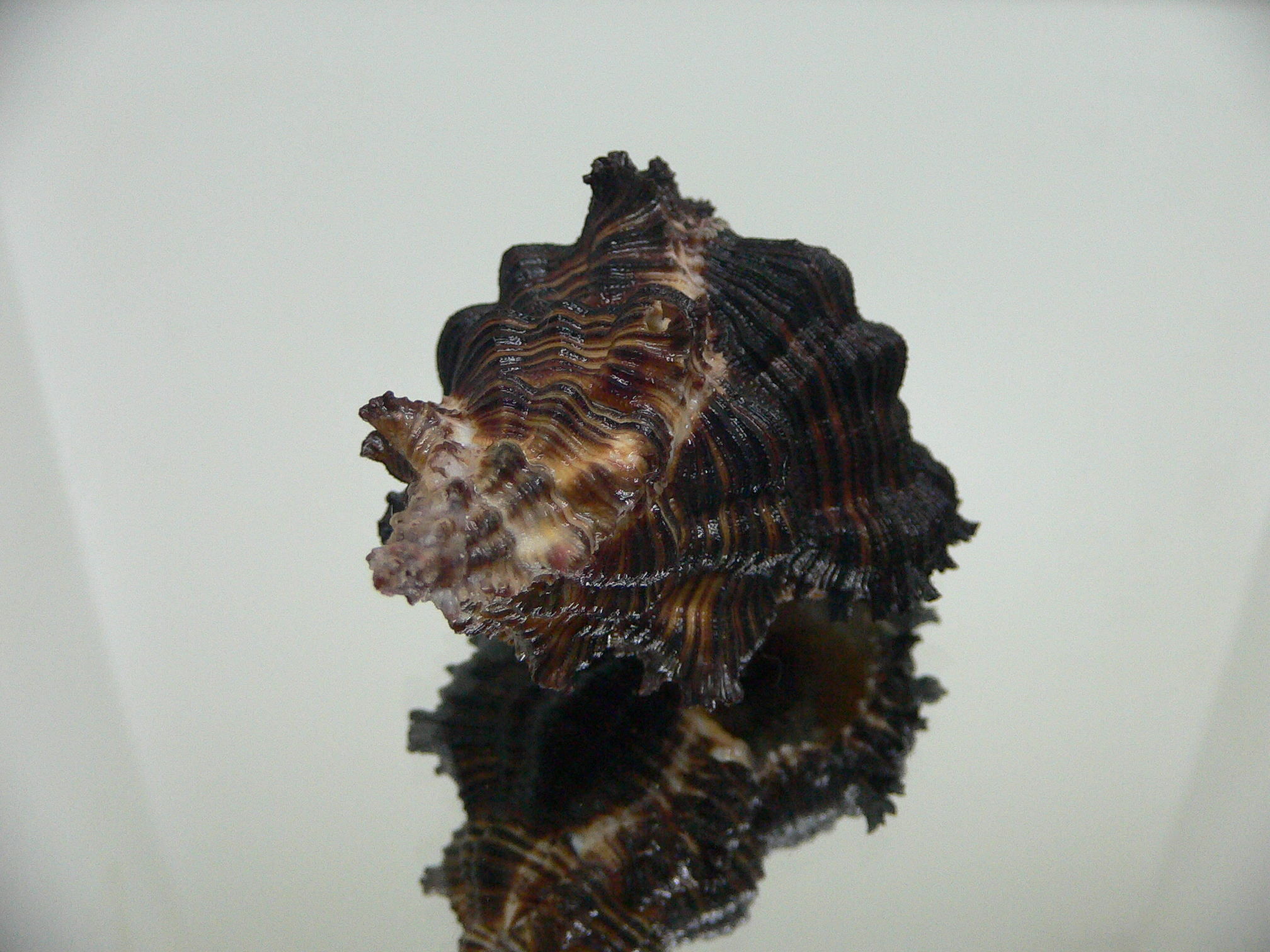 Chicoreus cf. akritos BLACK GIANT