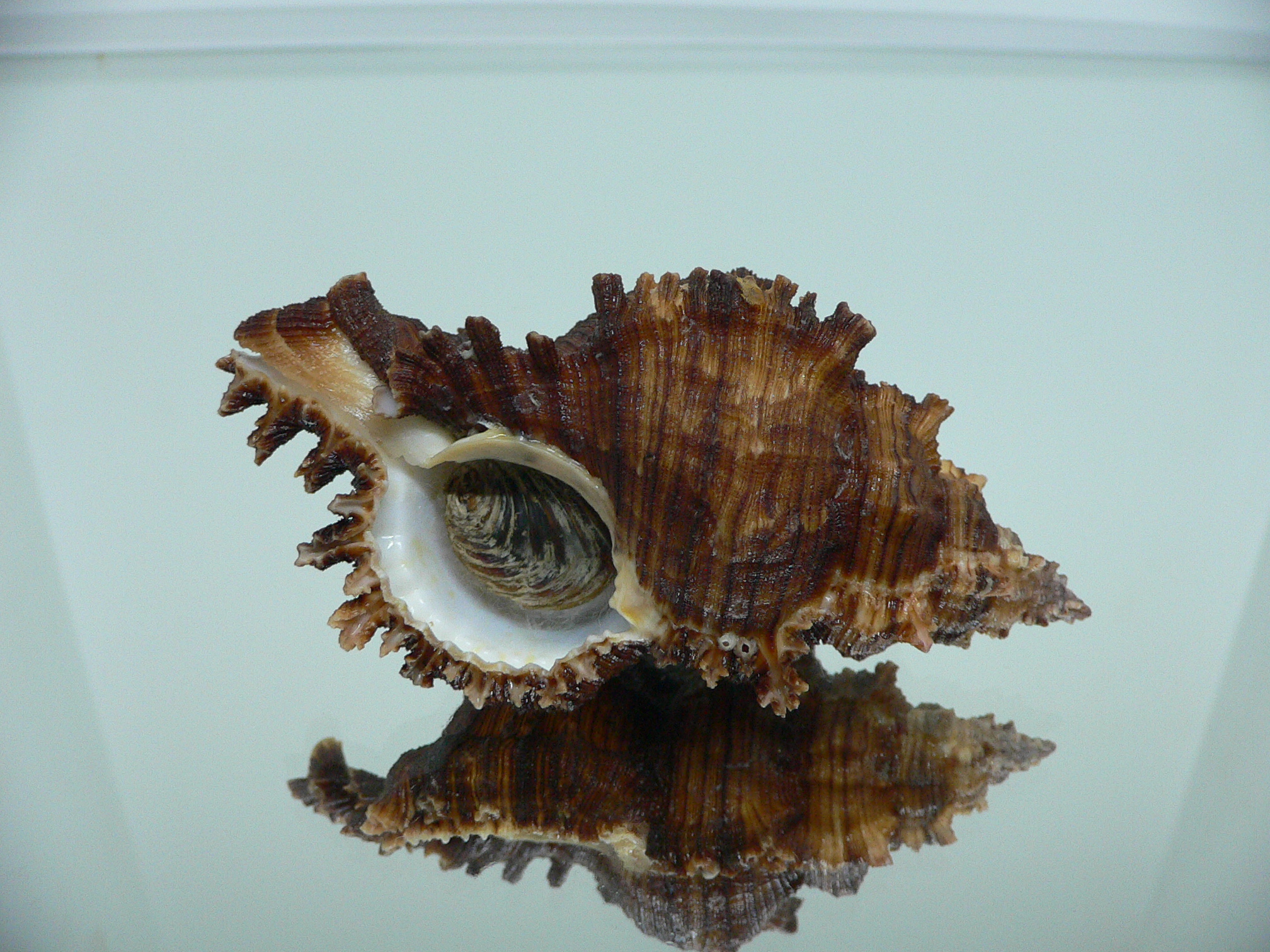 Chicoreus cf. akritos VERY BIG