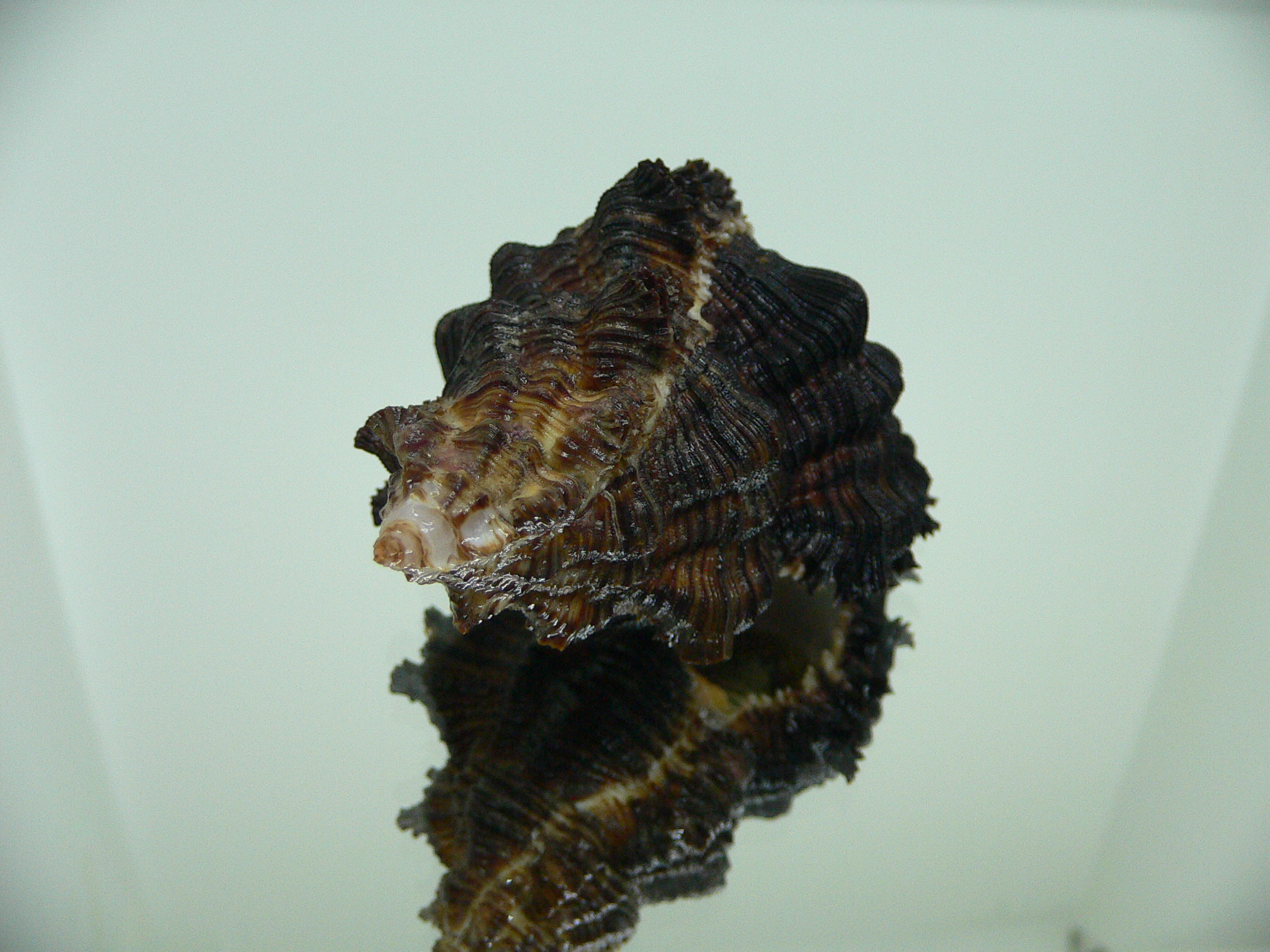 Chicoreus cf. akritos BLACK GIANT