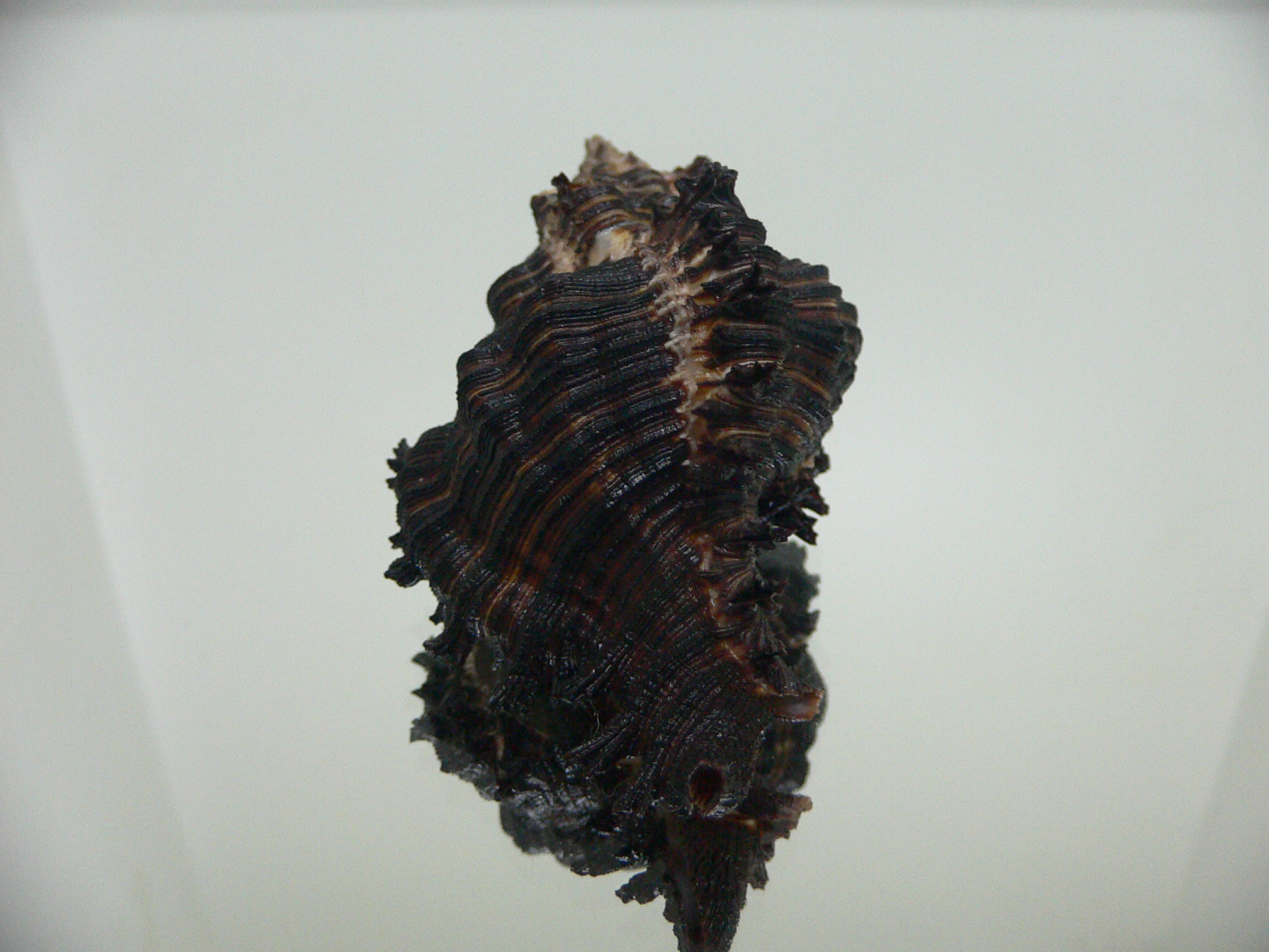Chicoreus cf. akritos BLACK GIANT