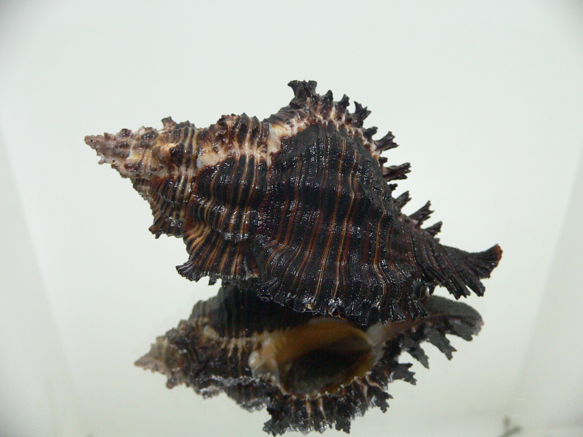 Chicoreus cf. akritos BLACK GIANT