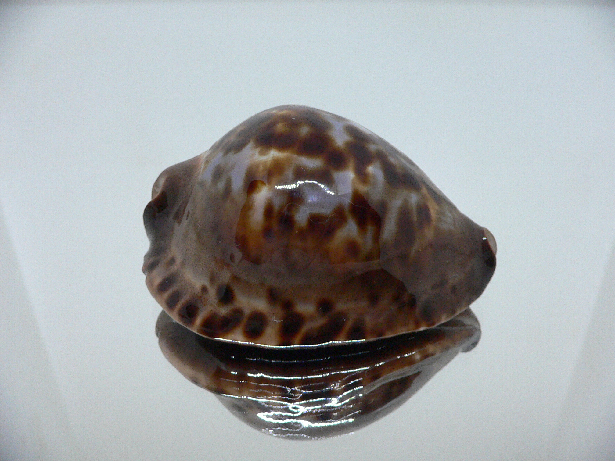 Zoila jeaniana sherylae VERY DARK & BLUE BACK