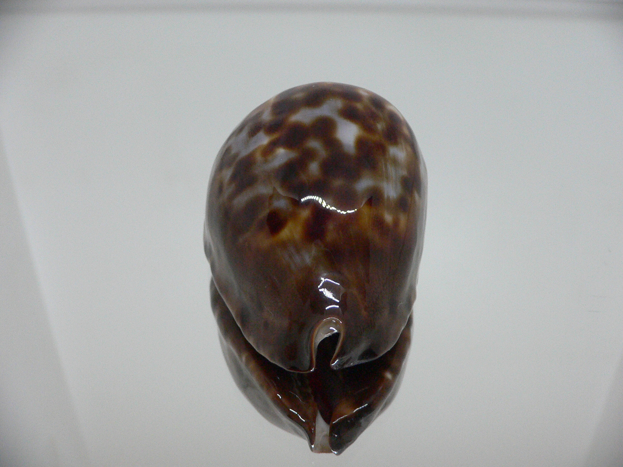 Zoila jeaniana sherylae VERY DARK & BLUE BACK