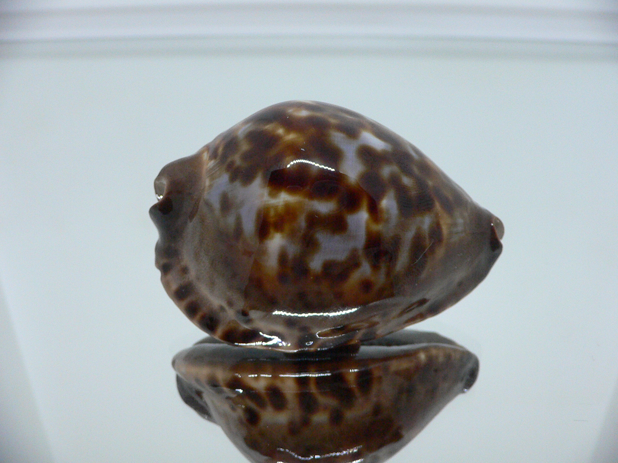 Zoila jeaniana sherylae VERY DARK & BLUE BACK