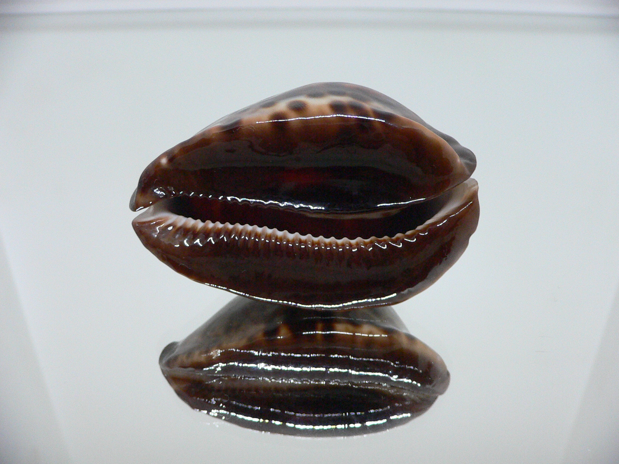 Zoila jeaniana sherylae VERY DARK & BLUE BACK