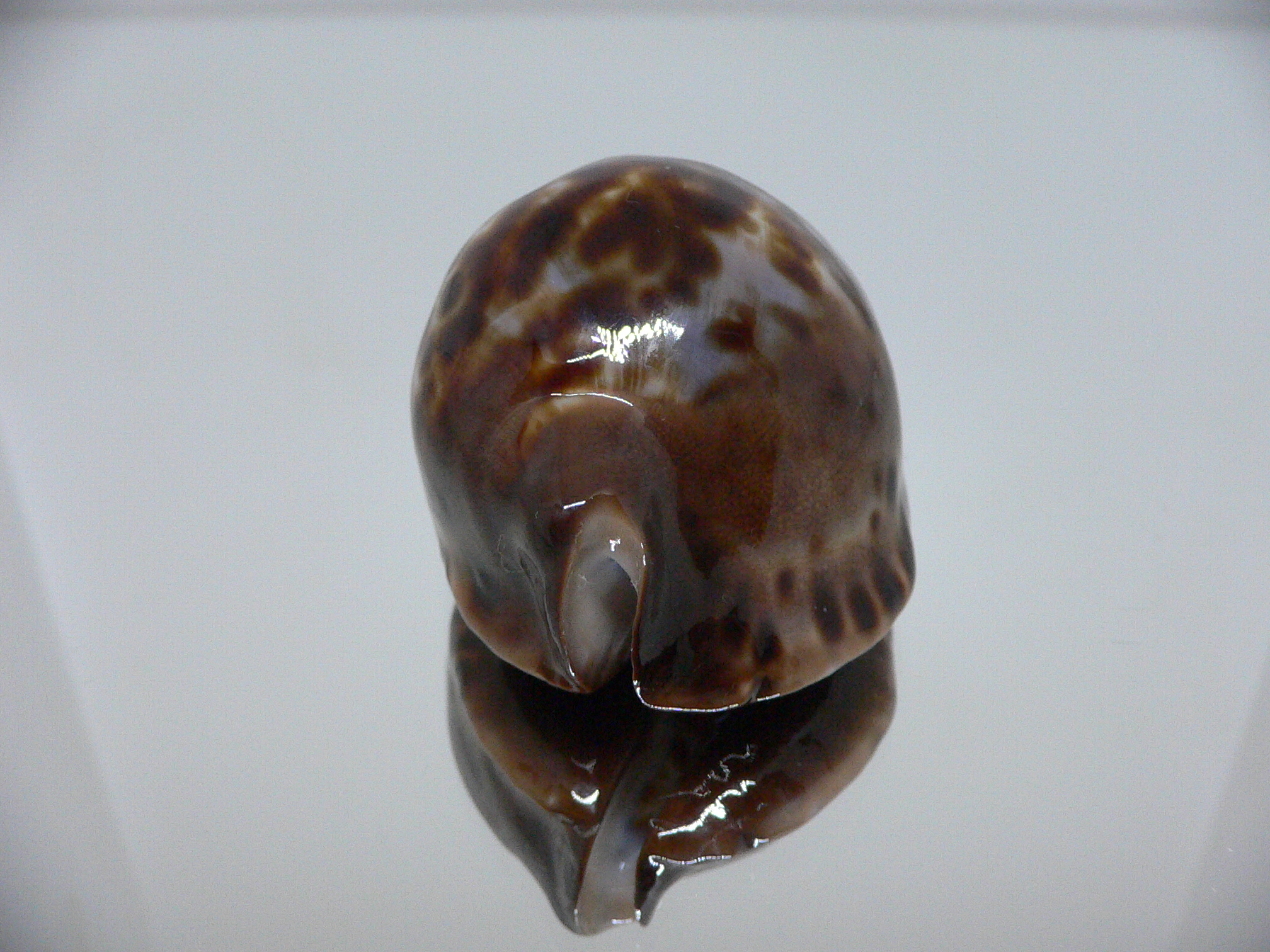 Zoila jeaniana sherylae VERY DARK & BLUE BACK