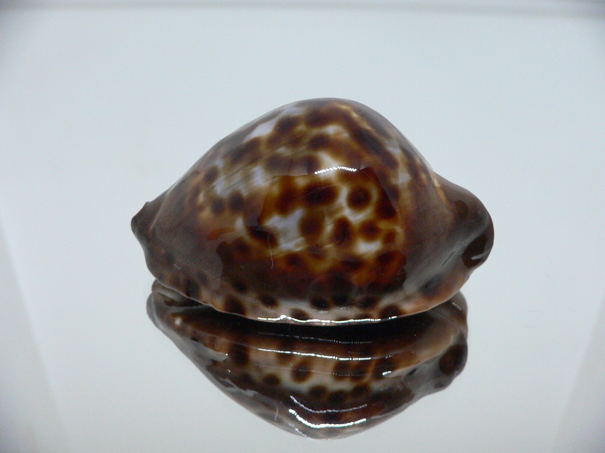 Zoila jeaniana sherylae VERY DARK & BLUE BACK