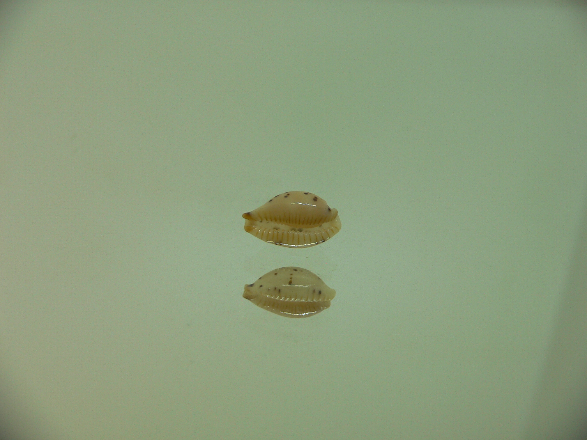 Cypraea punctata SP. WIDE