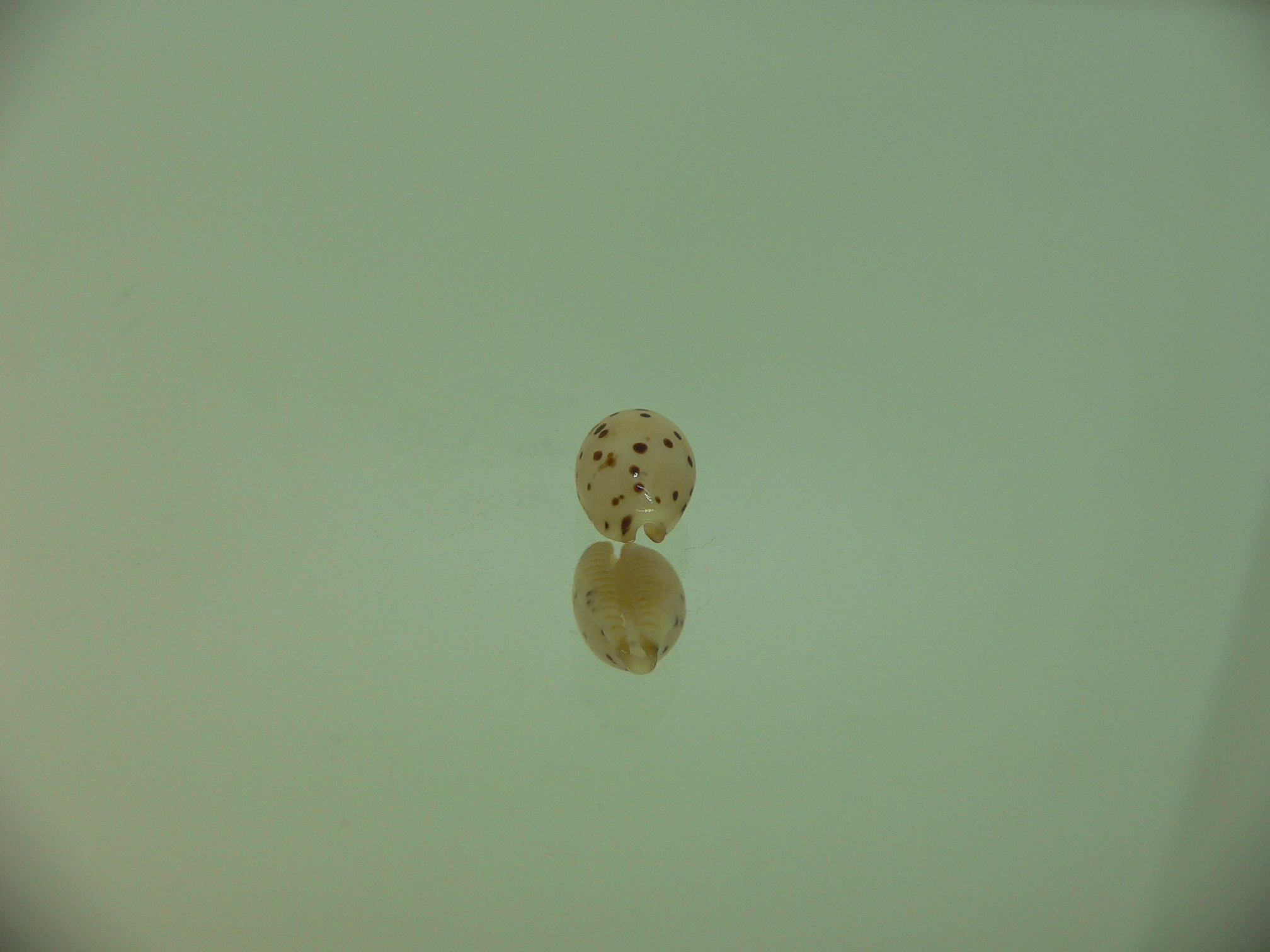 Cypraea punctata SP. WIDE
