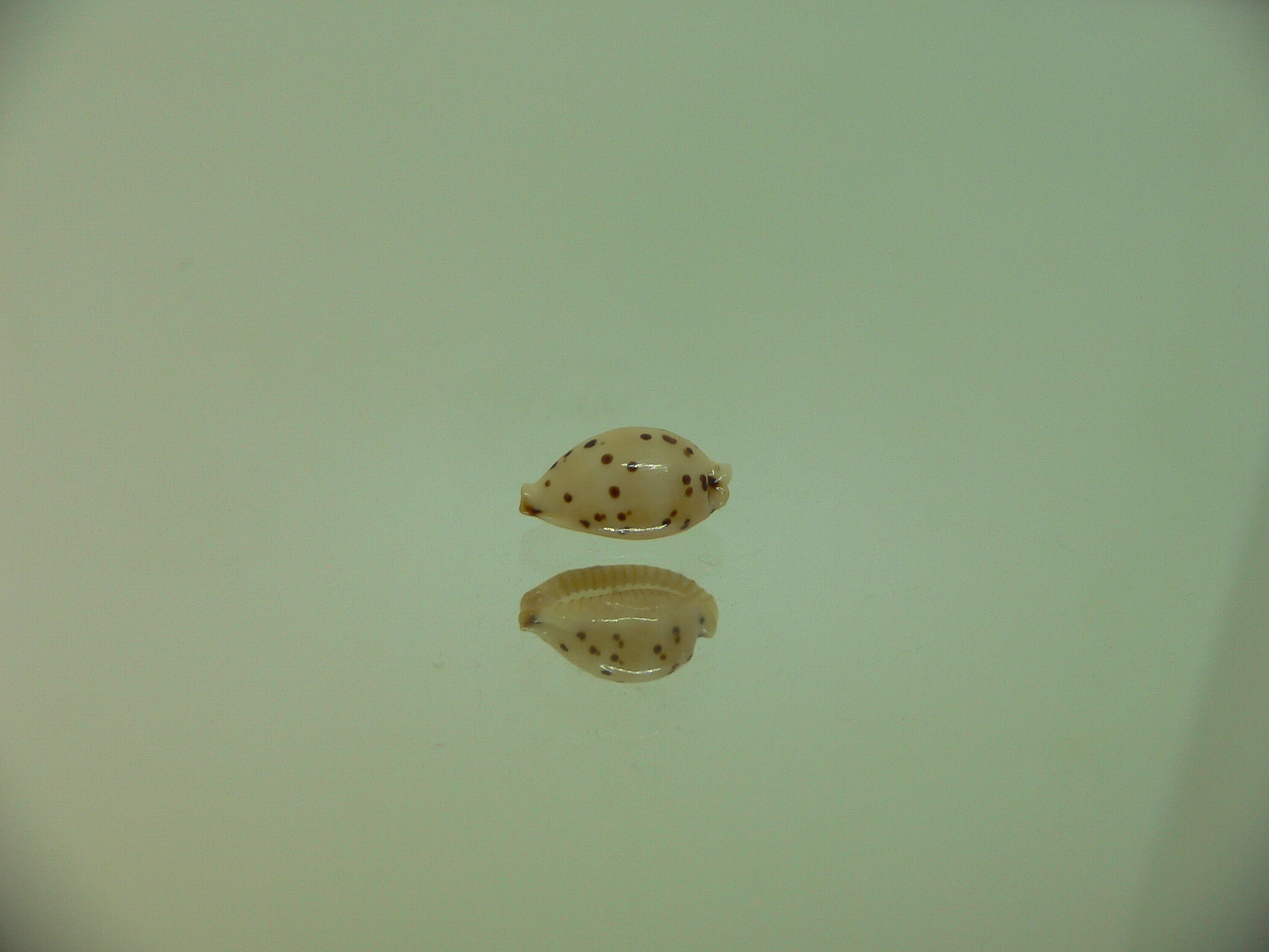 Cypraea punctata SP. WIDE