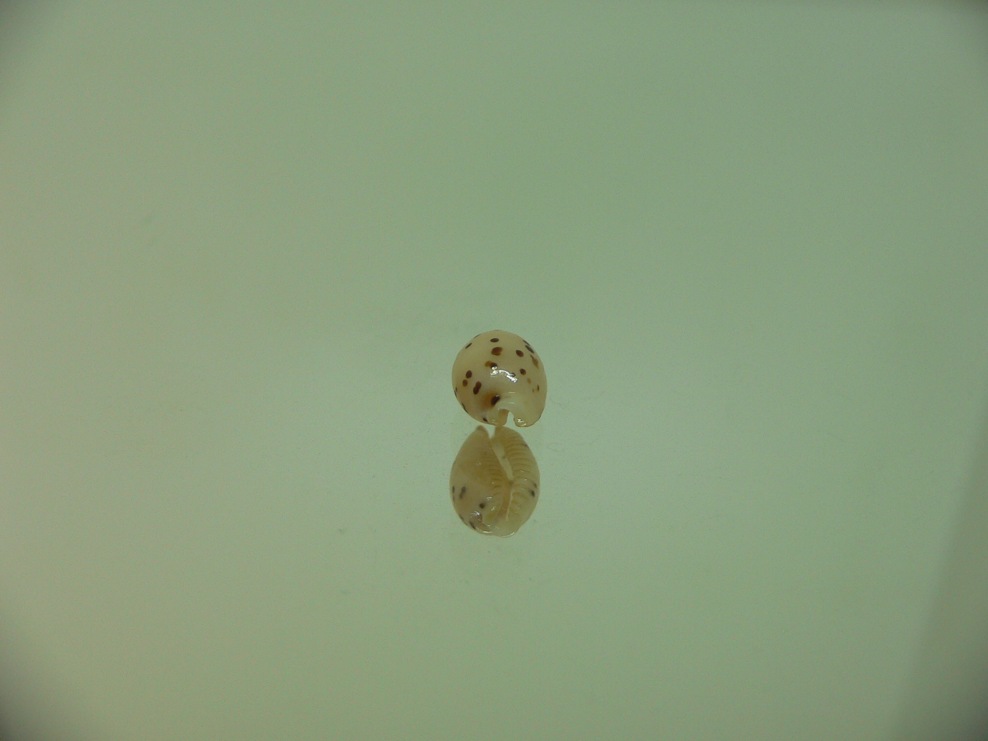 Cypraea punctata SP. WIDE