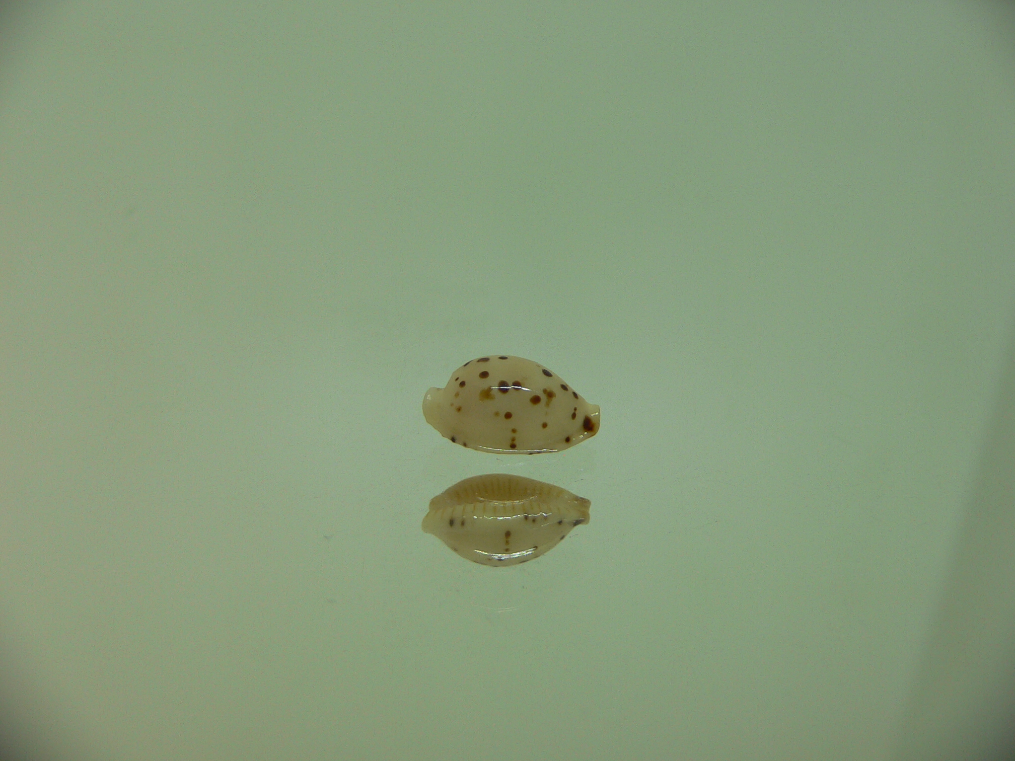 Cypraea punctata SP. WIDE