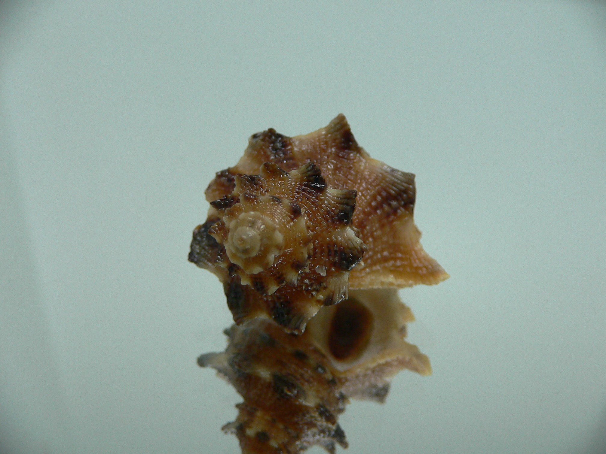 Indothais sacellum