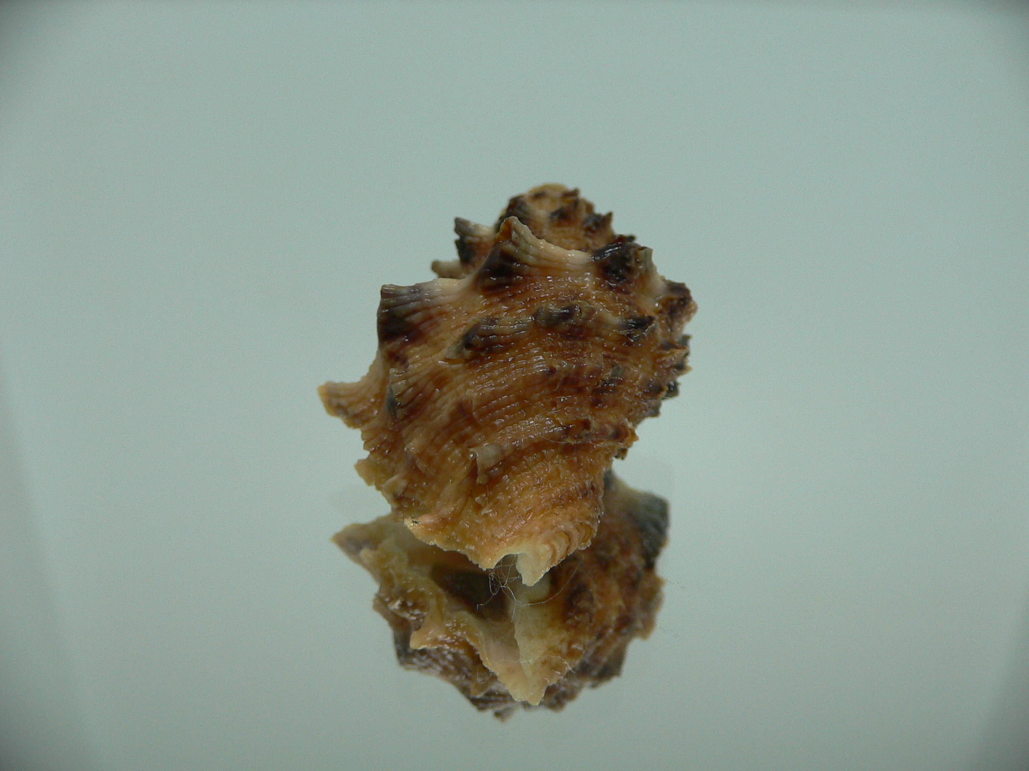 Indothais sacellum