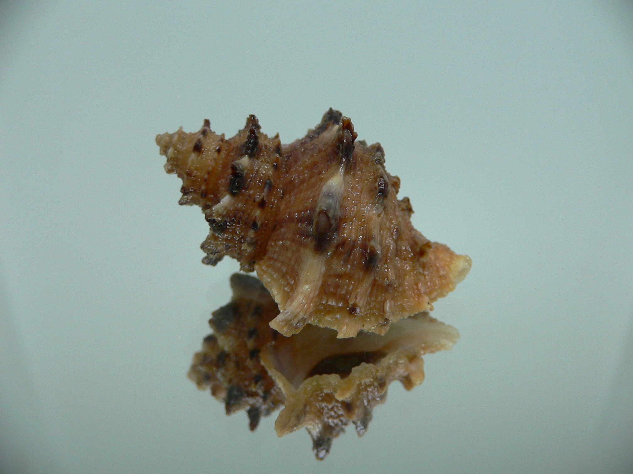 Indothais sacellum