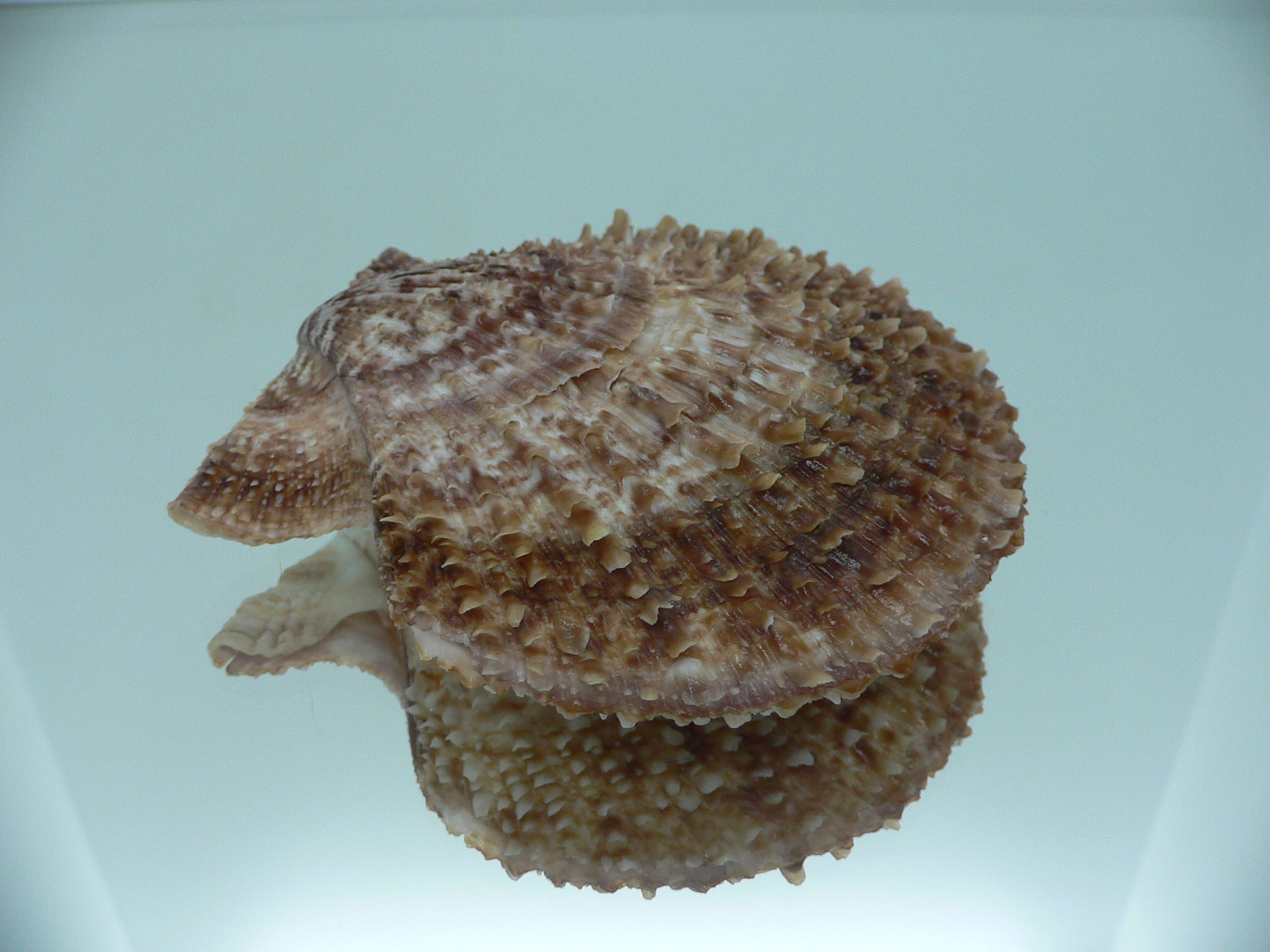 Scaeochlamys farreri БУРЫЙ