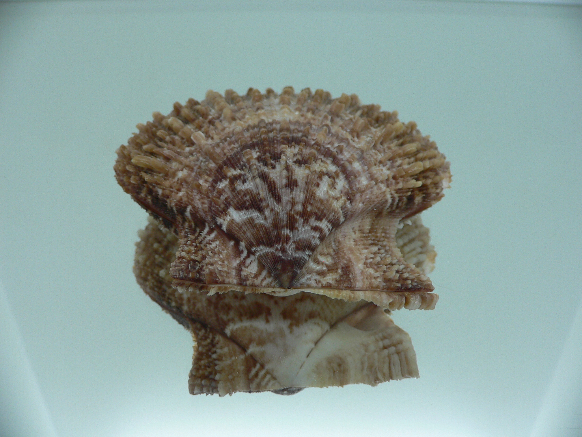 Scaeochlamys farreri БУРЫЙ