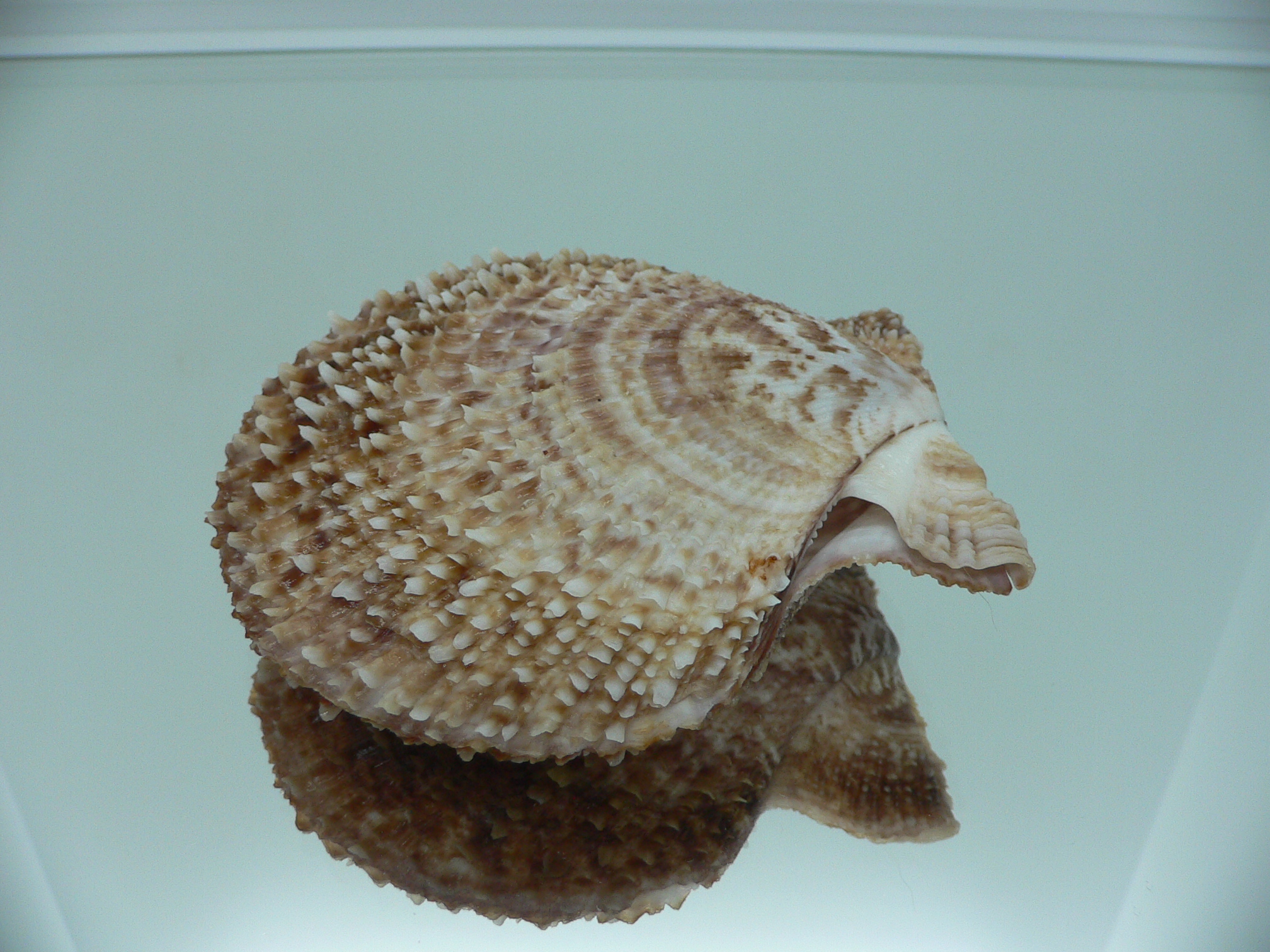 Scaeochlamys farreri БУРЫЙ